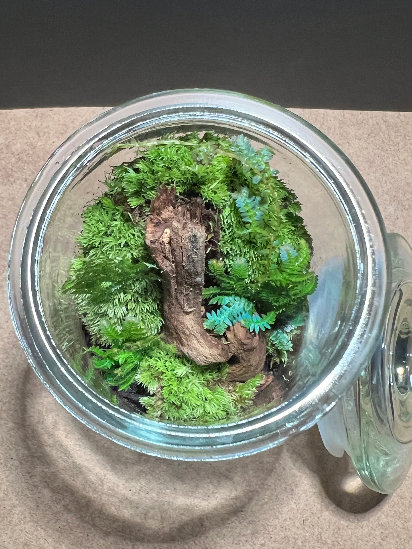 Terrarium 414