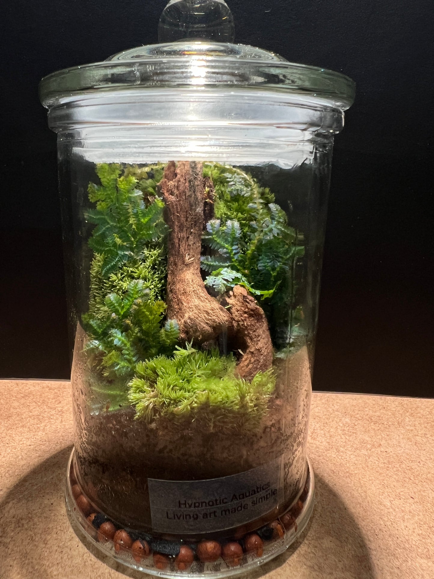 Terrarium 414