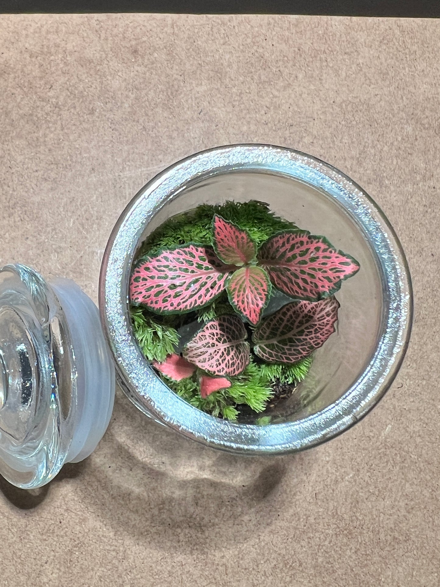Terrarium 415