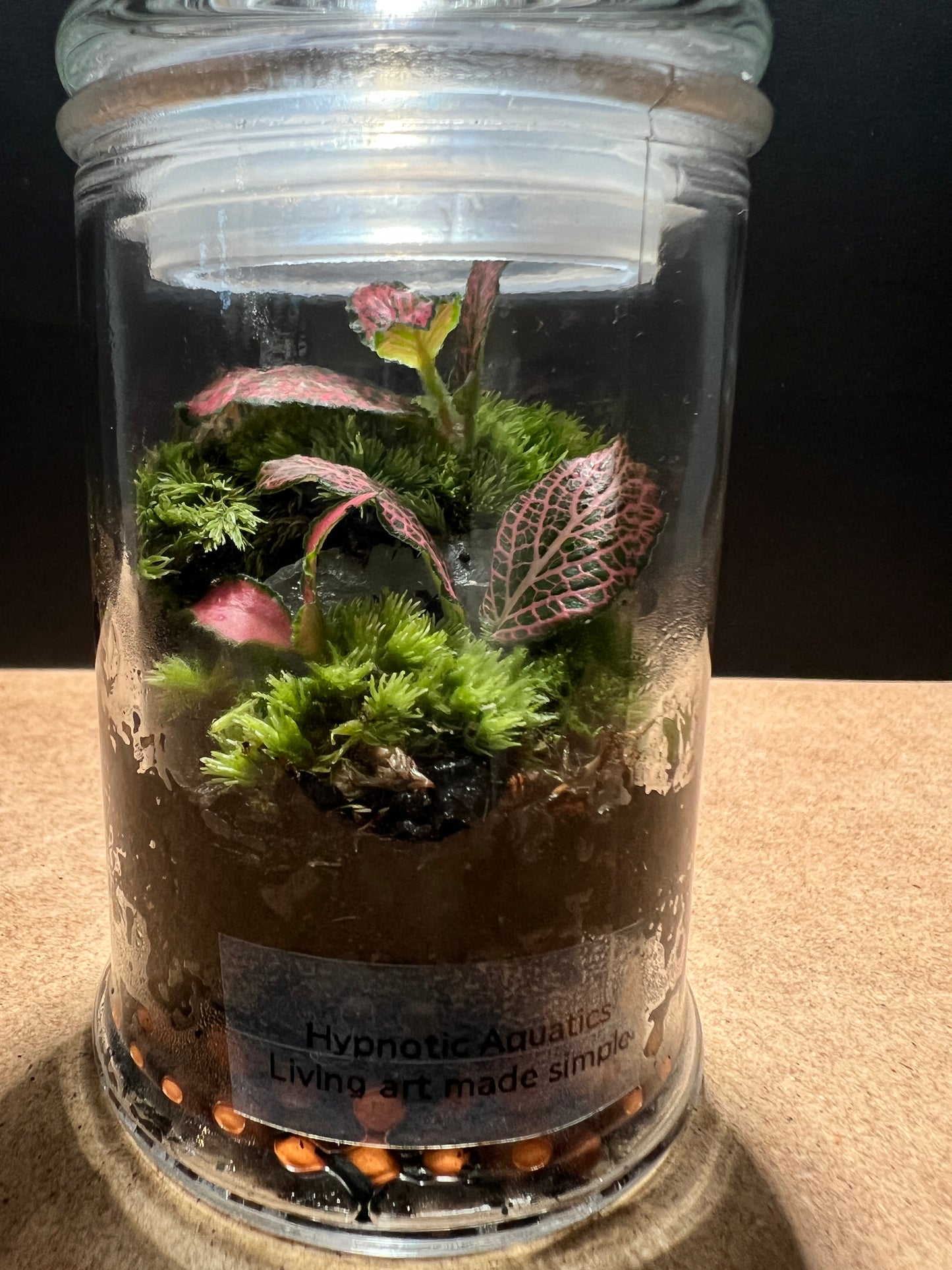 Terrarium 415