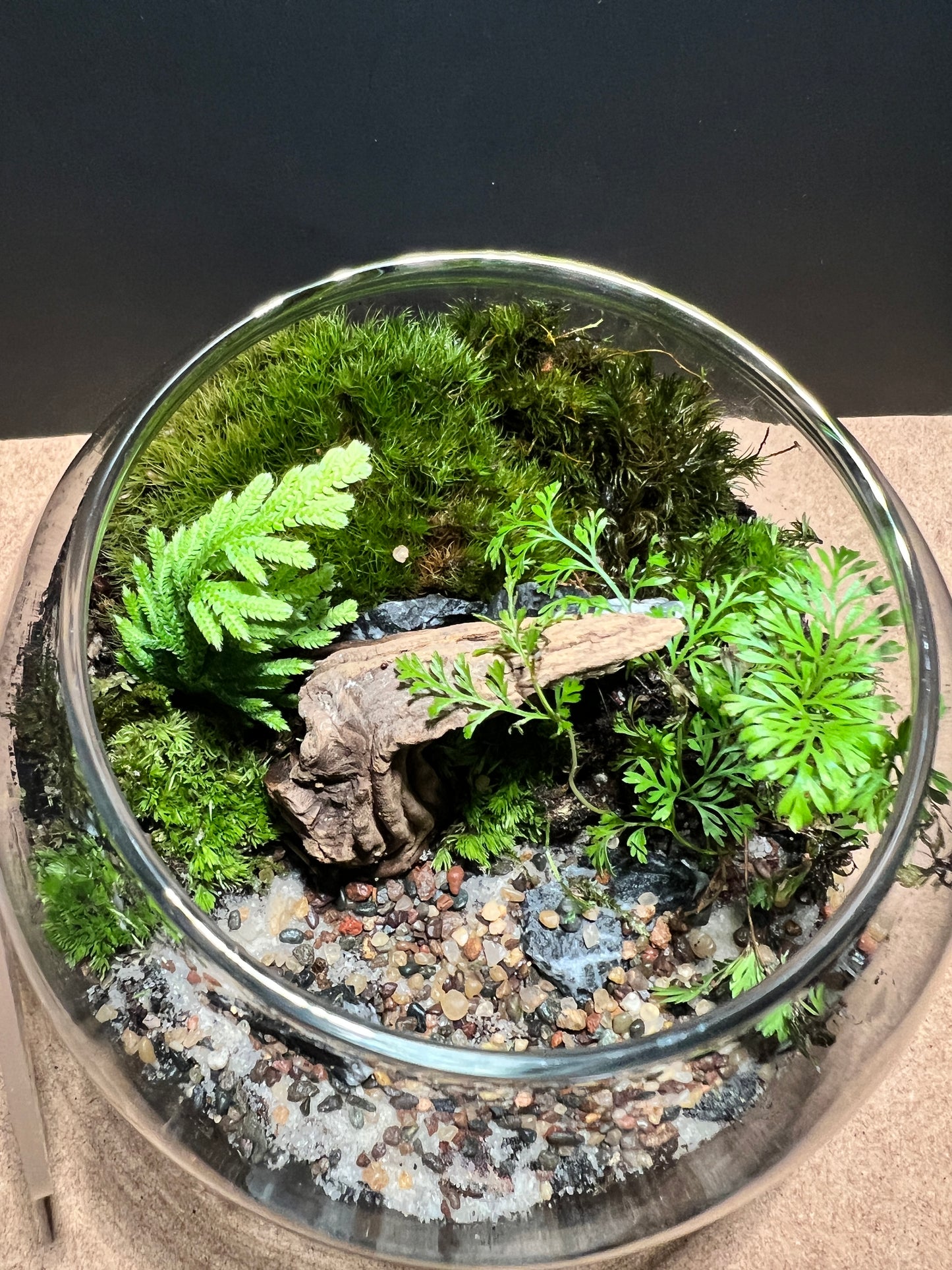 Terrarium 416