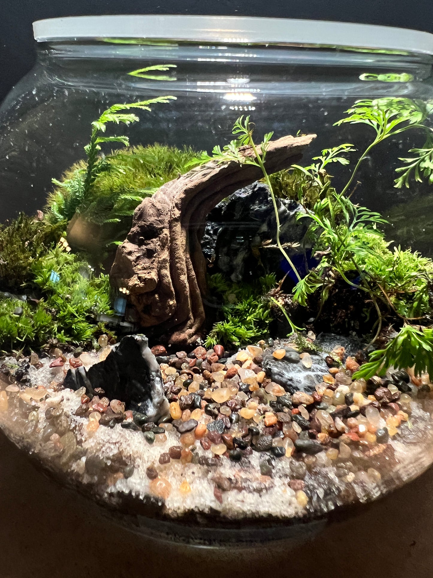 Terrarium 416