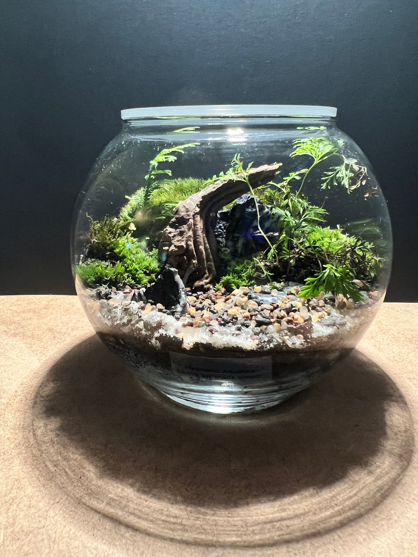 Terrarium 416