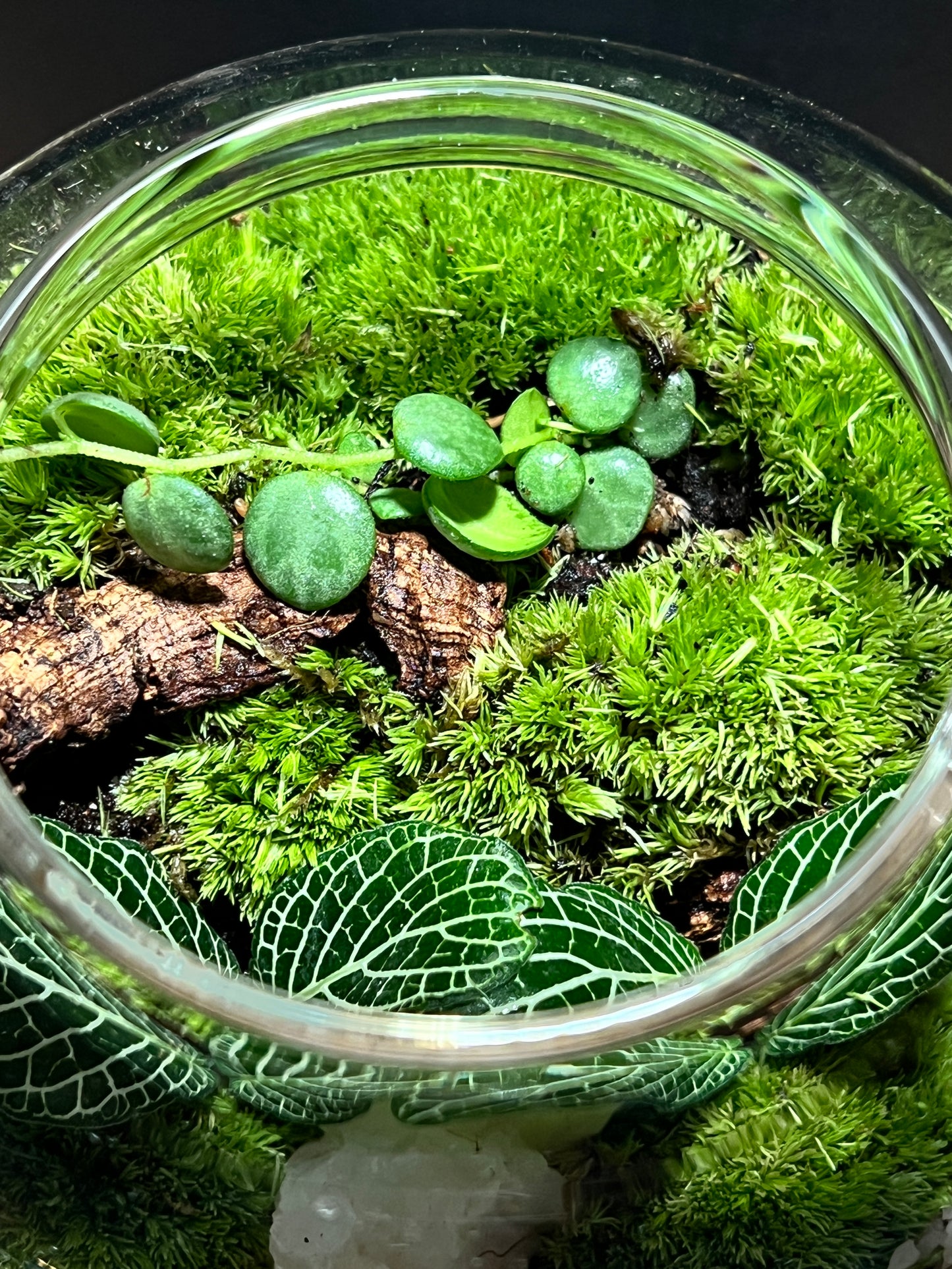 Terrarium 417
