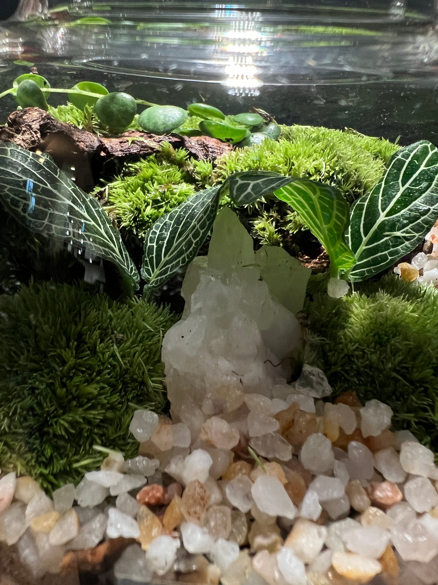 Terrarium 417