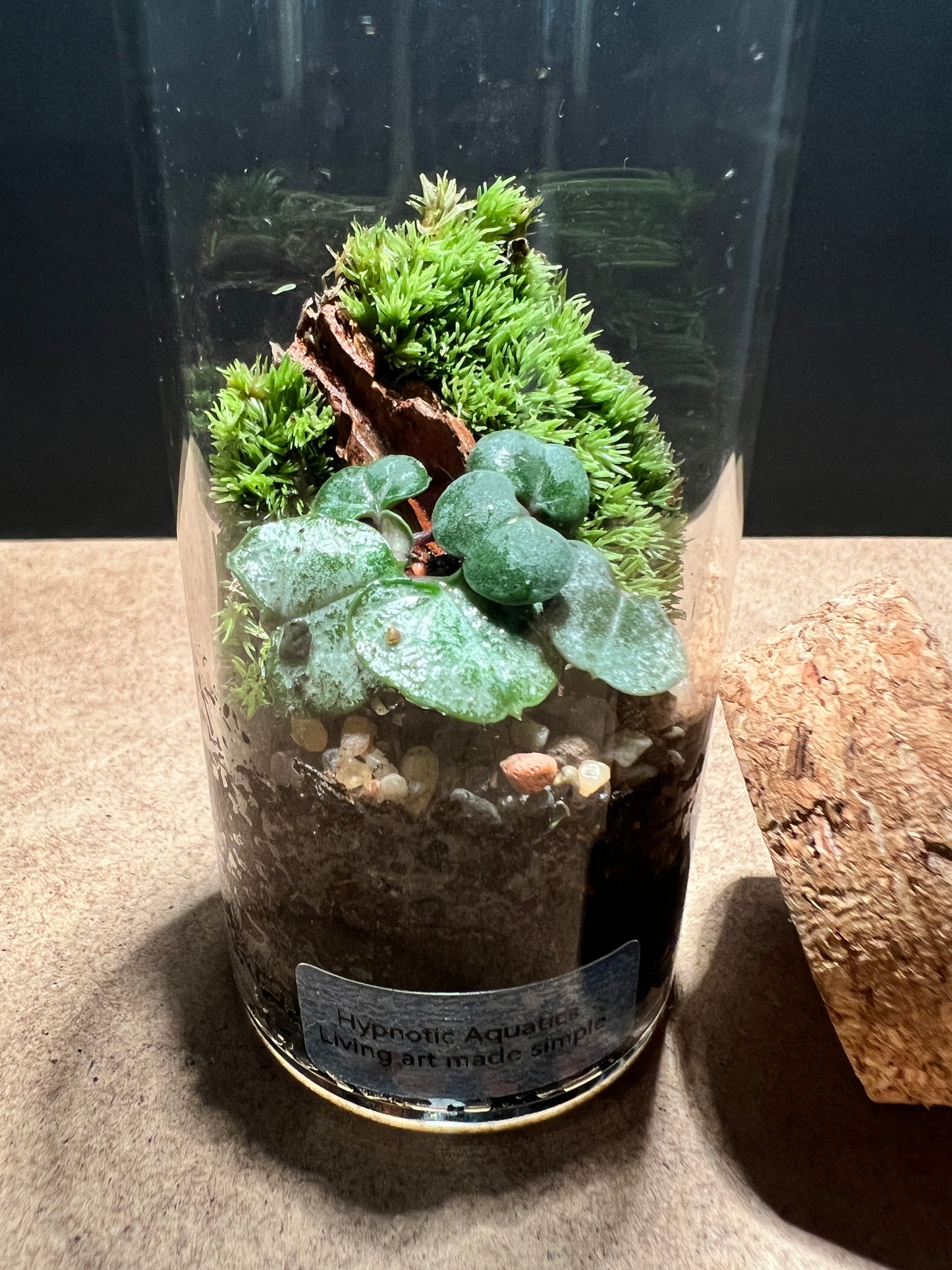 Terrarium 418