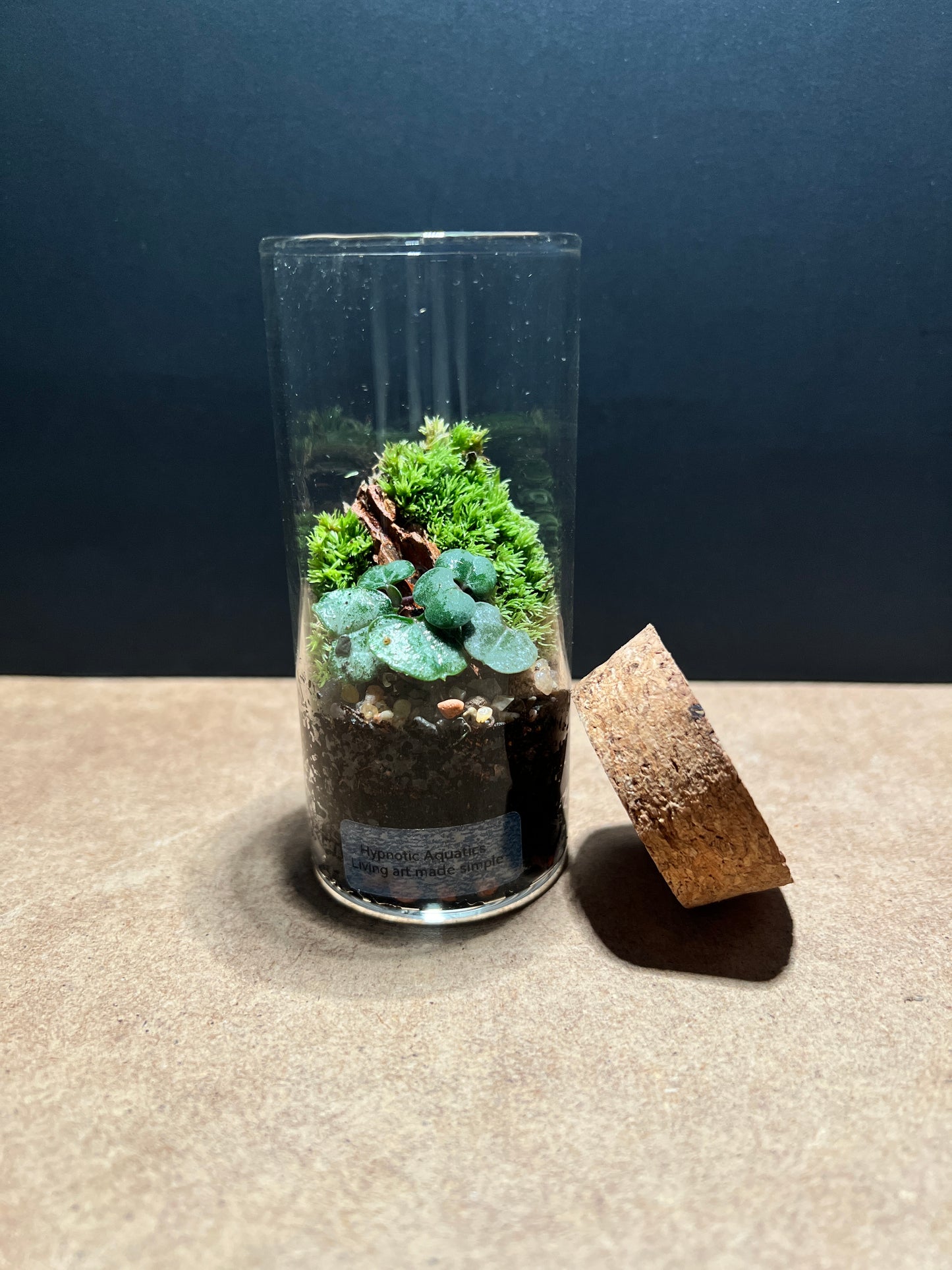 Terrarium 418