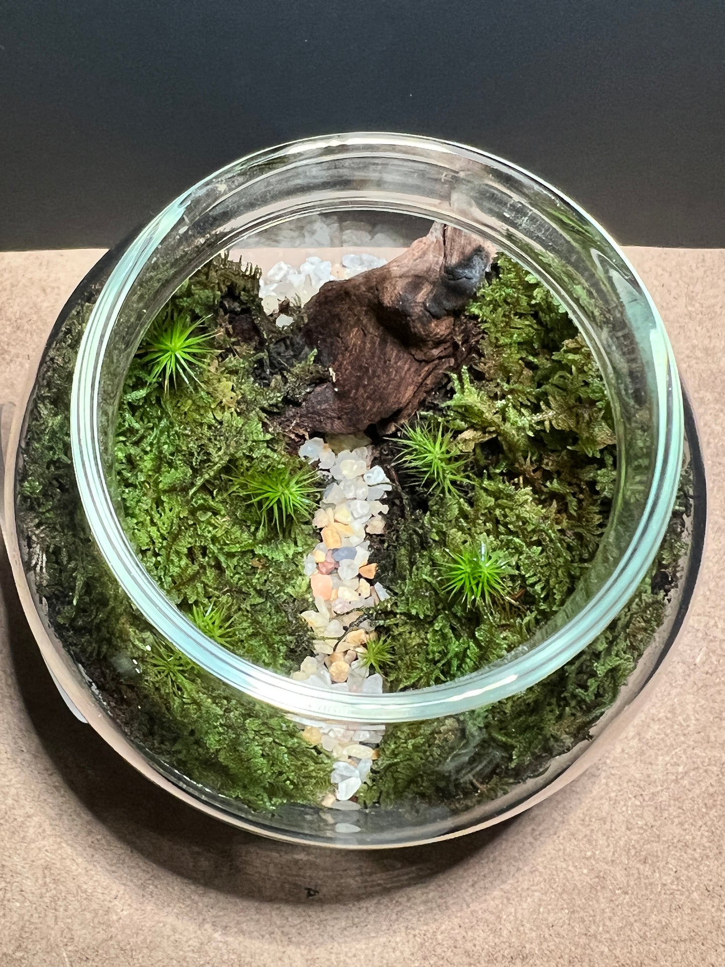 Terrarium 419