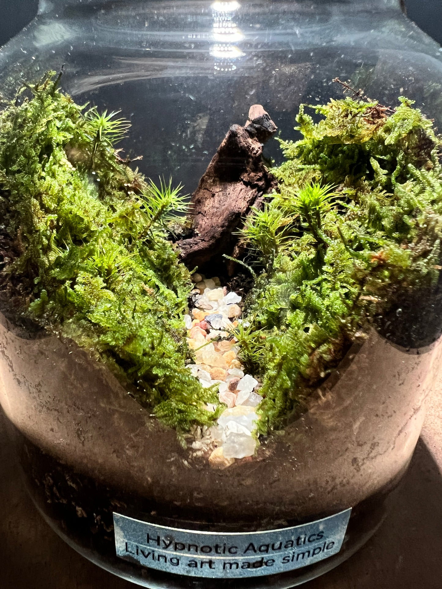 Terrarium 419
