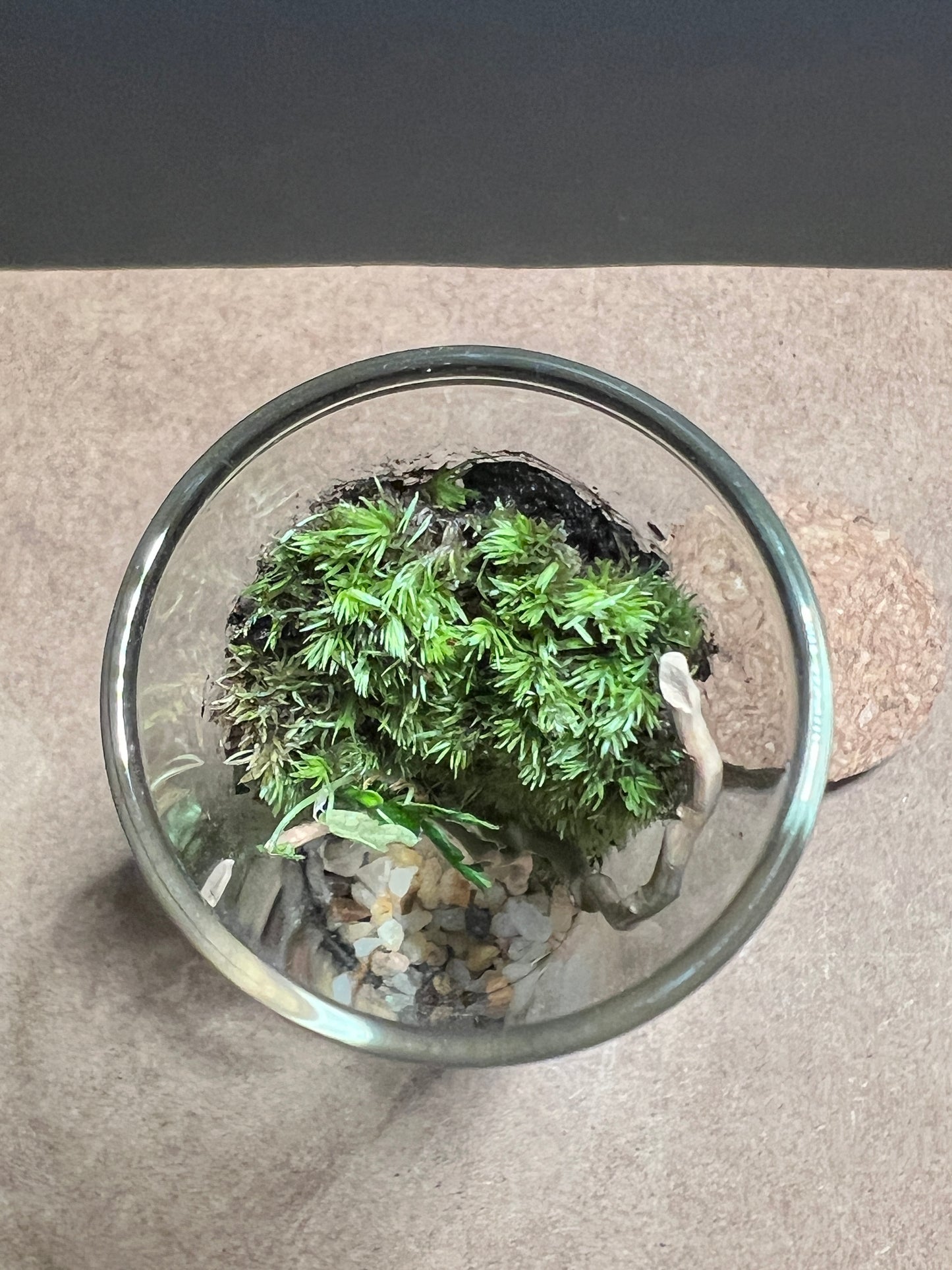 Terrarium 420