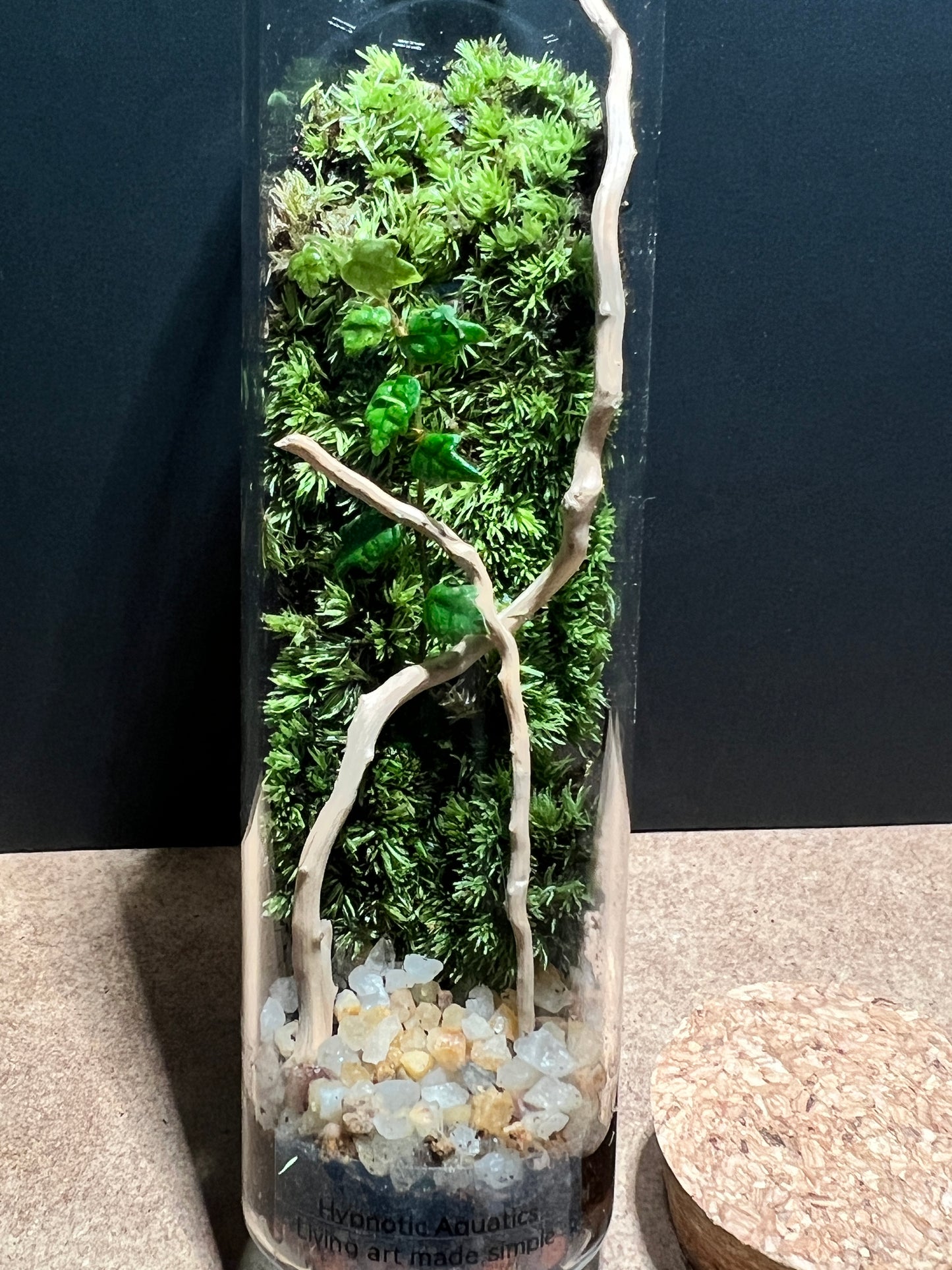Terrarium 420