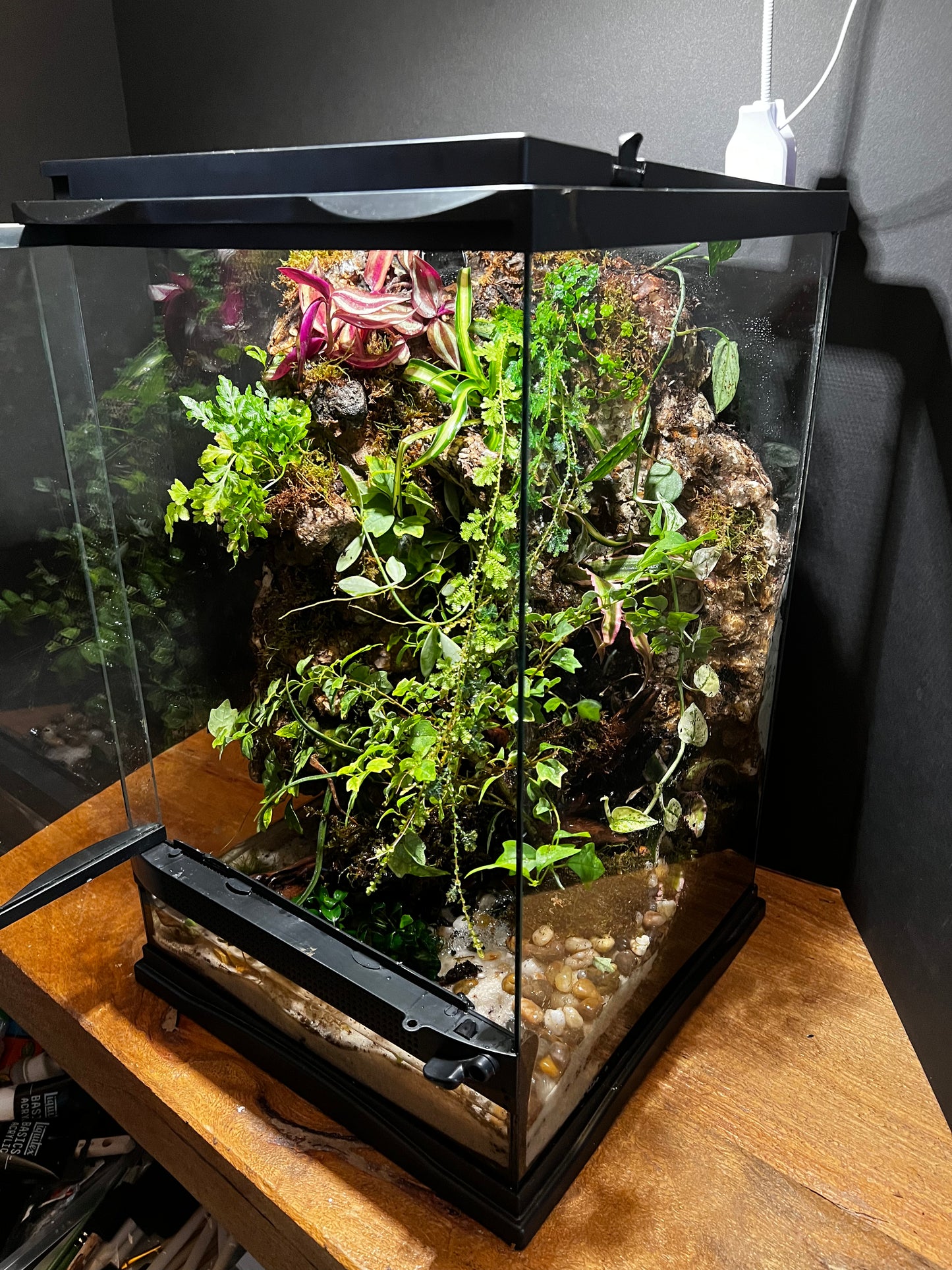 Paludarium Terrarium 421