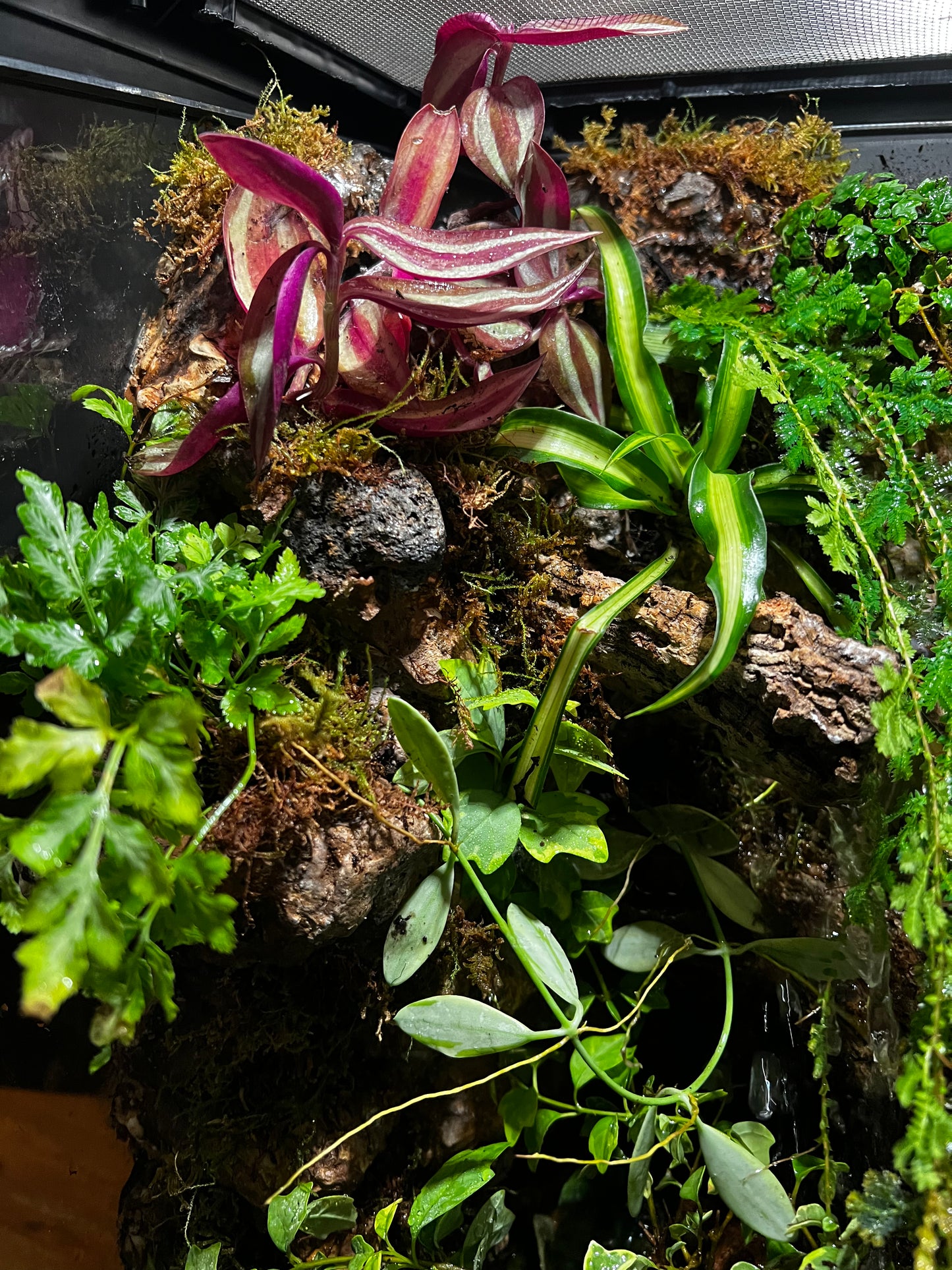 Paludarium Terrarium 421