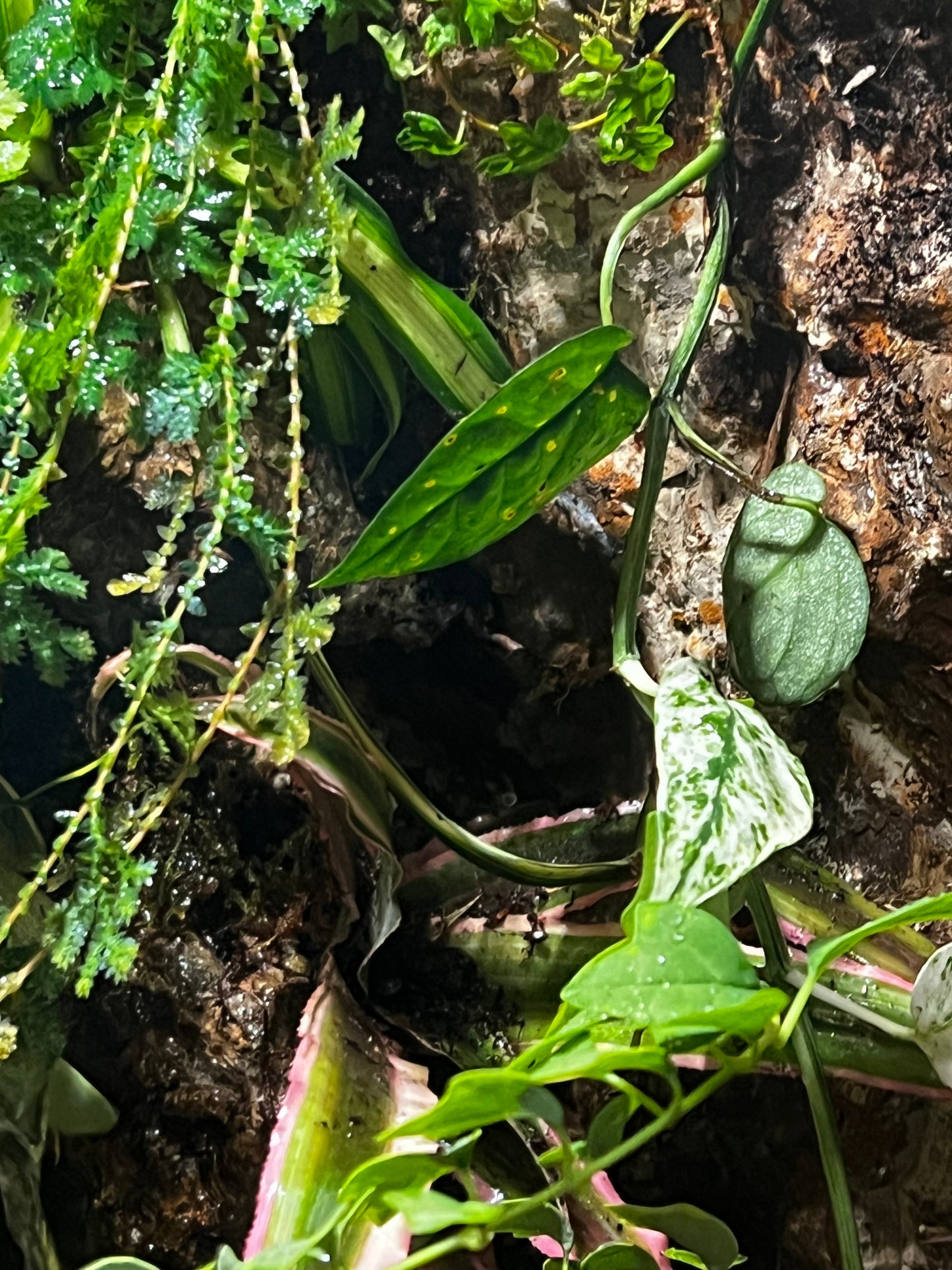 Paludarium Terrarium 421