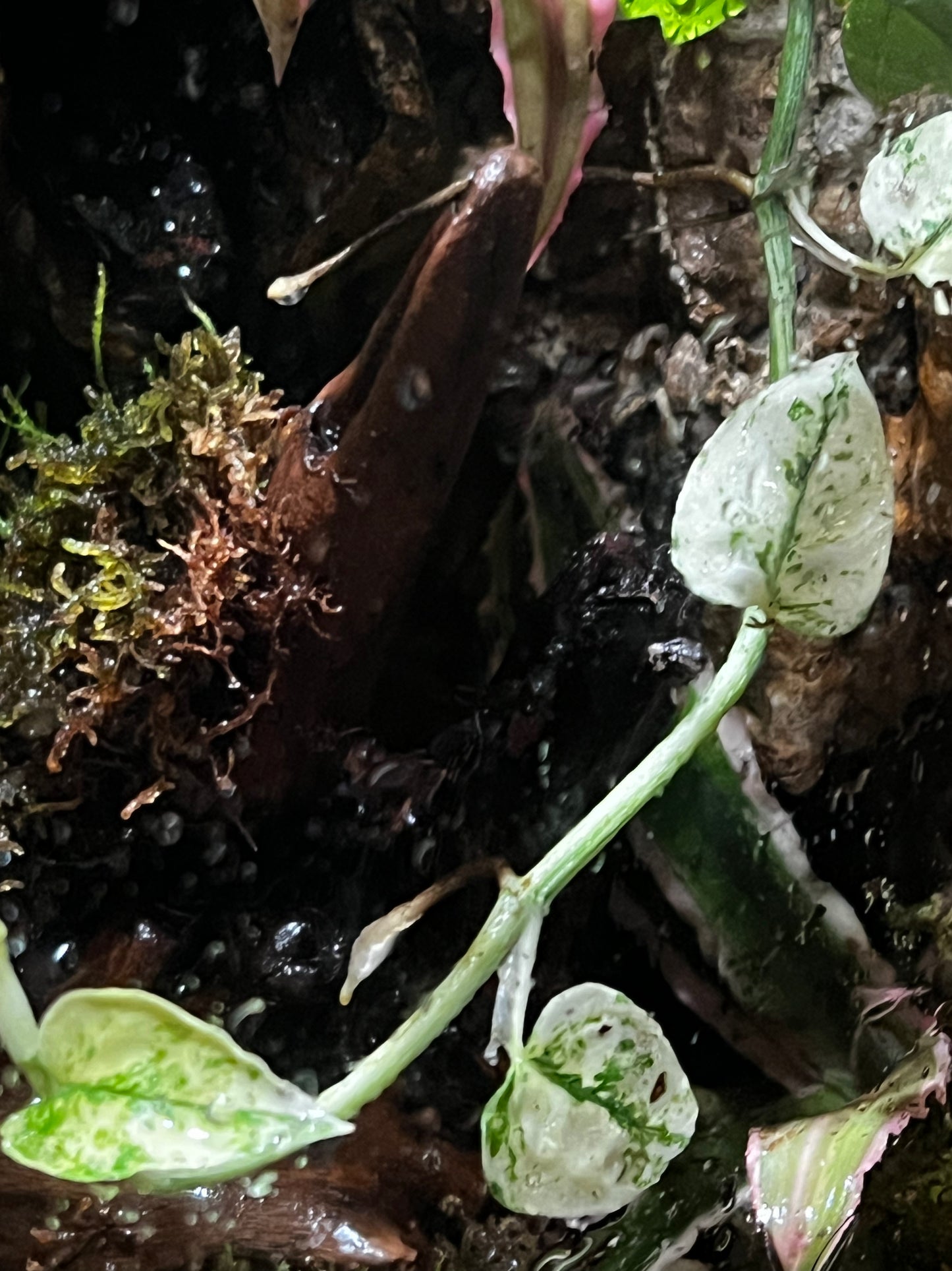 Paludarium Terrarium 421