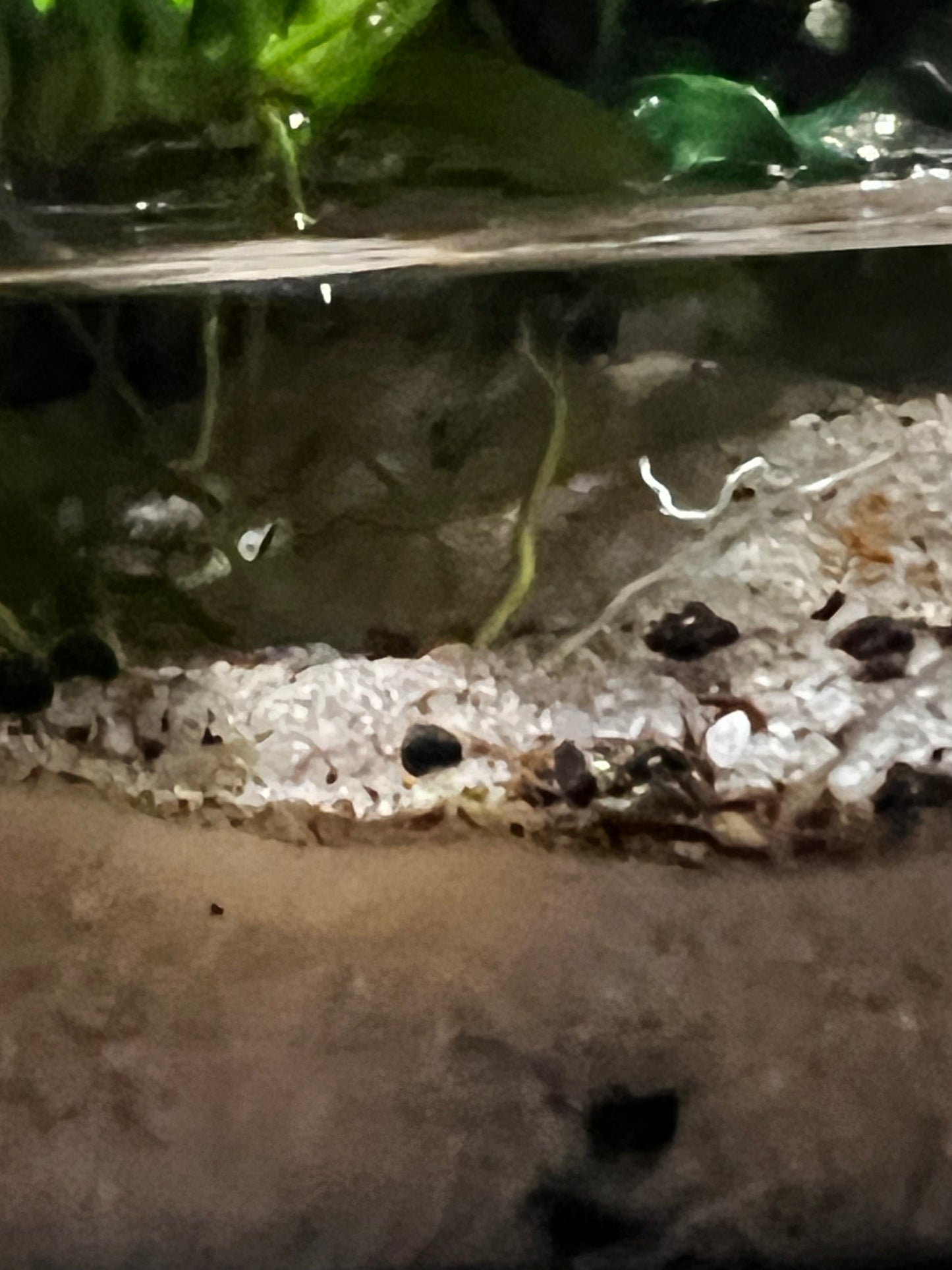Paludarium Terrarium 421