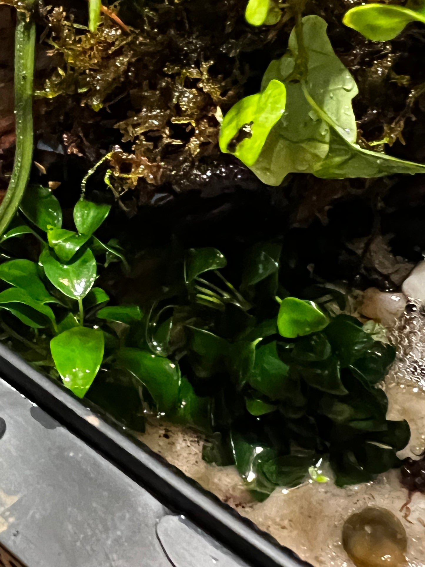Paludarium Terrarium 421