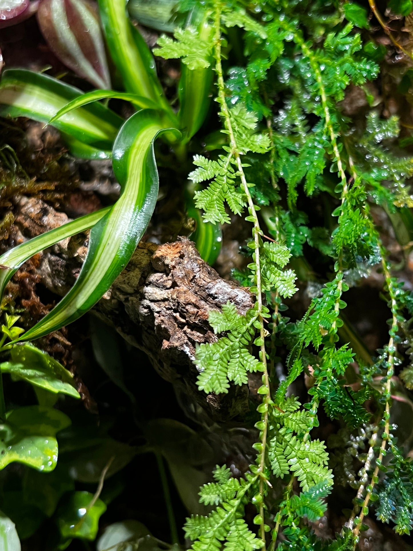 Paludarium Terrarium 421