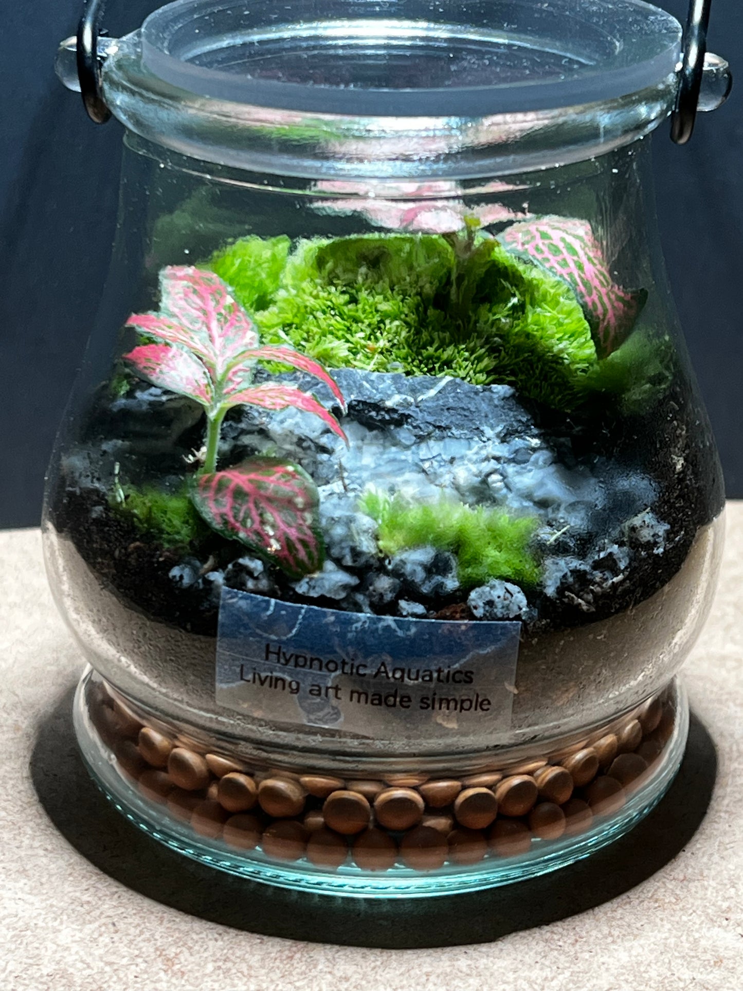 Terrarium 424