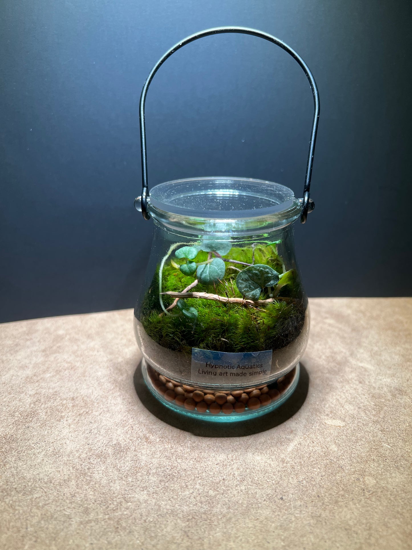 Terrarium 425