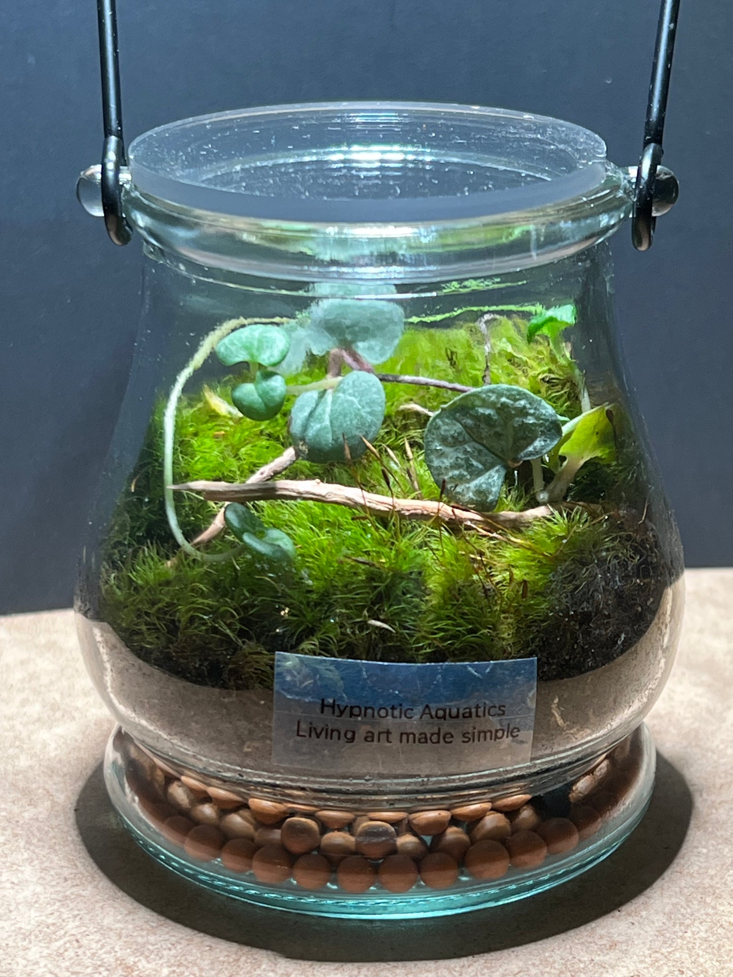 Terrarium 425