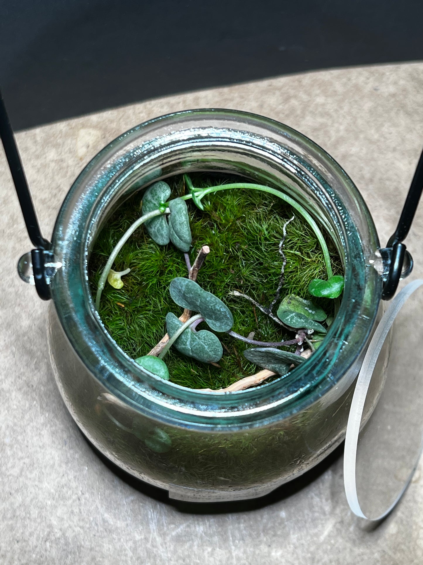 Terrarium 425