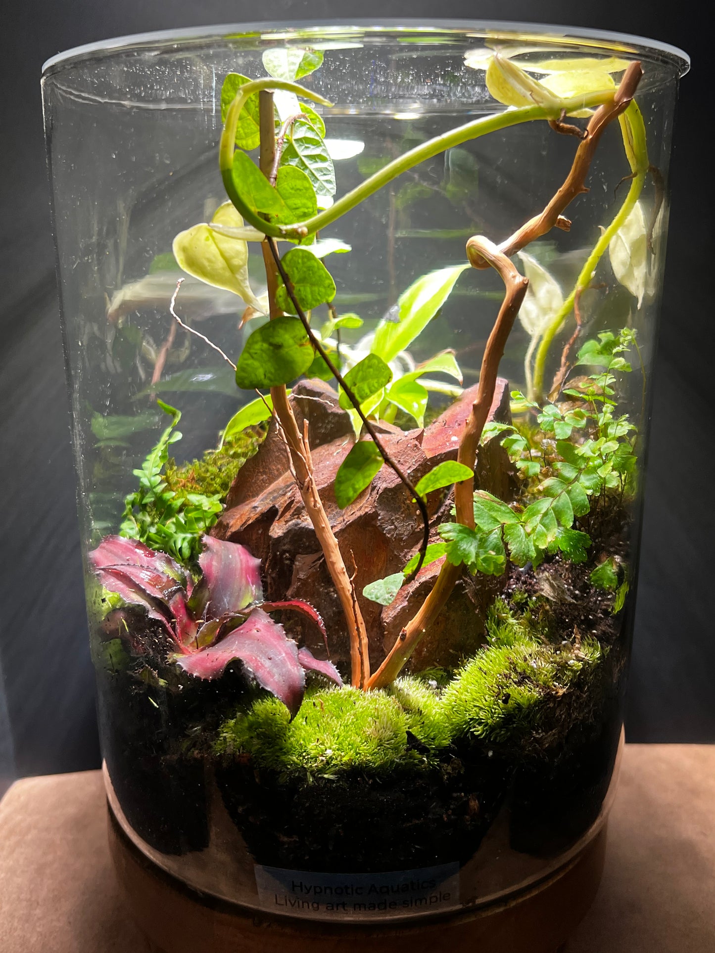 Terrarium 426