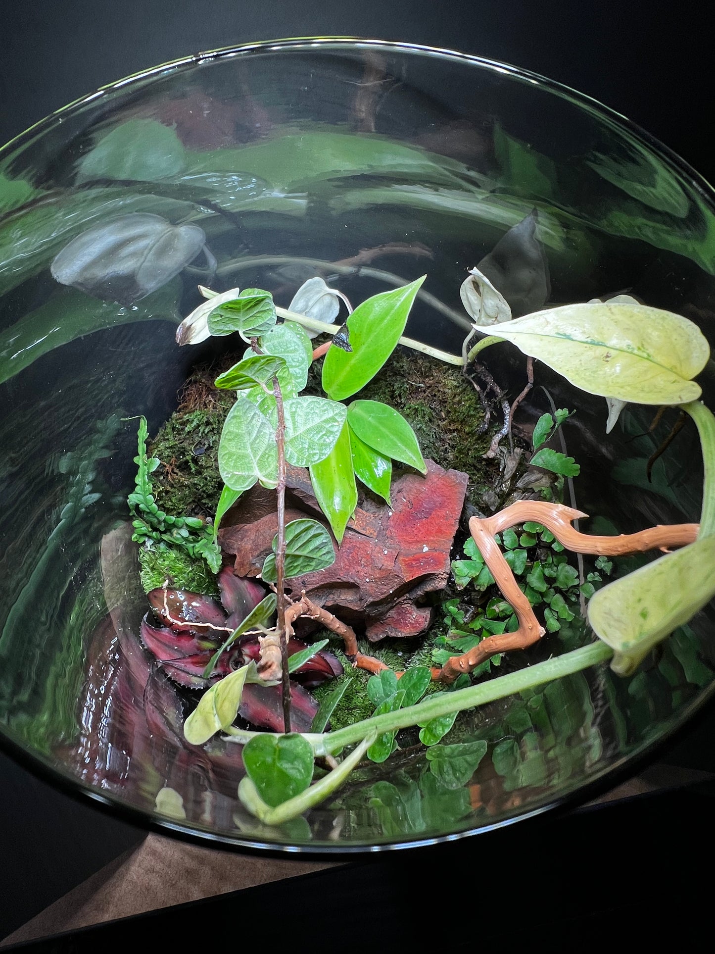 Terrarium 426