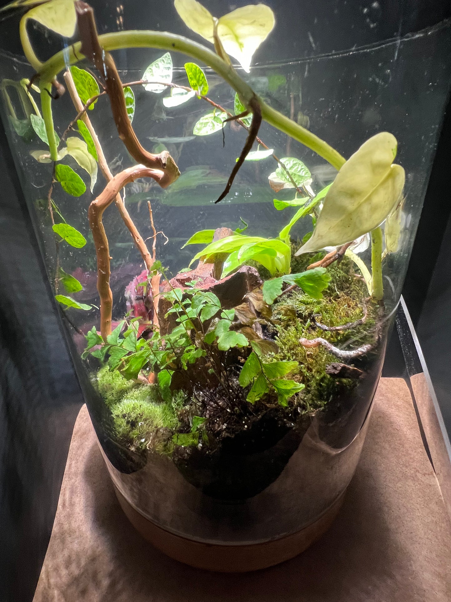 Terrarium 426
