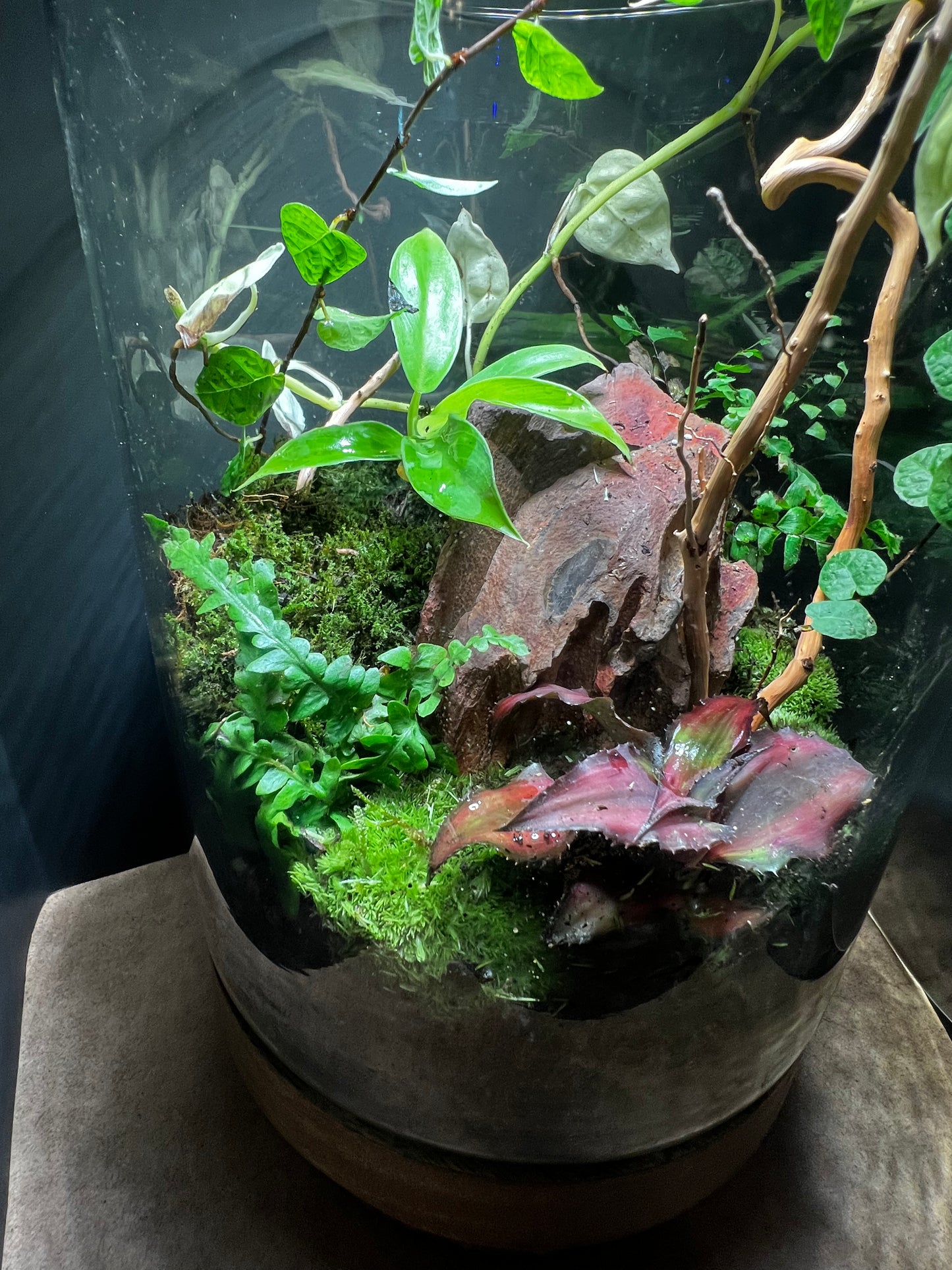 Terrarium 426