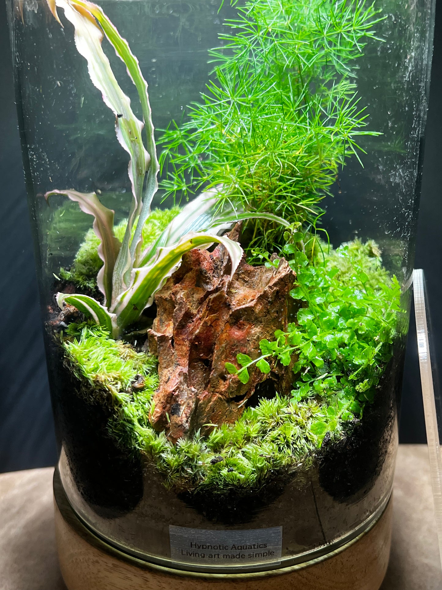 Terrarium 427