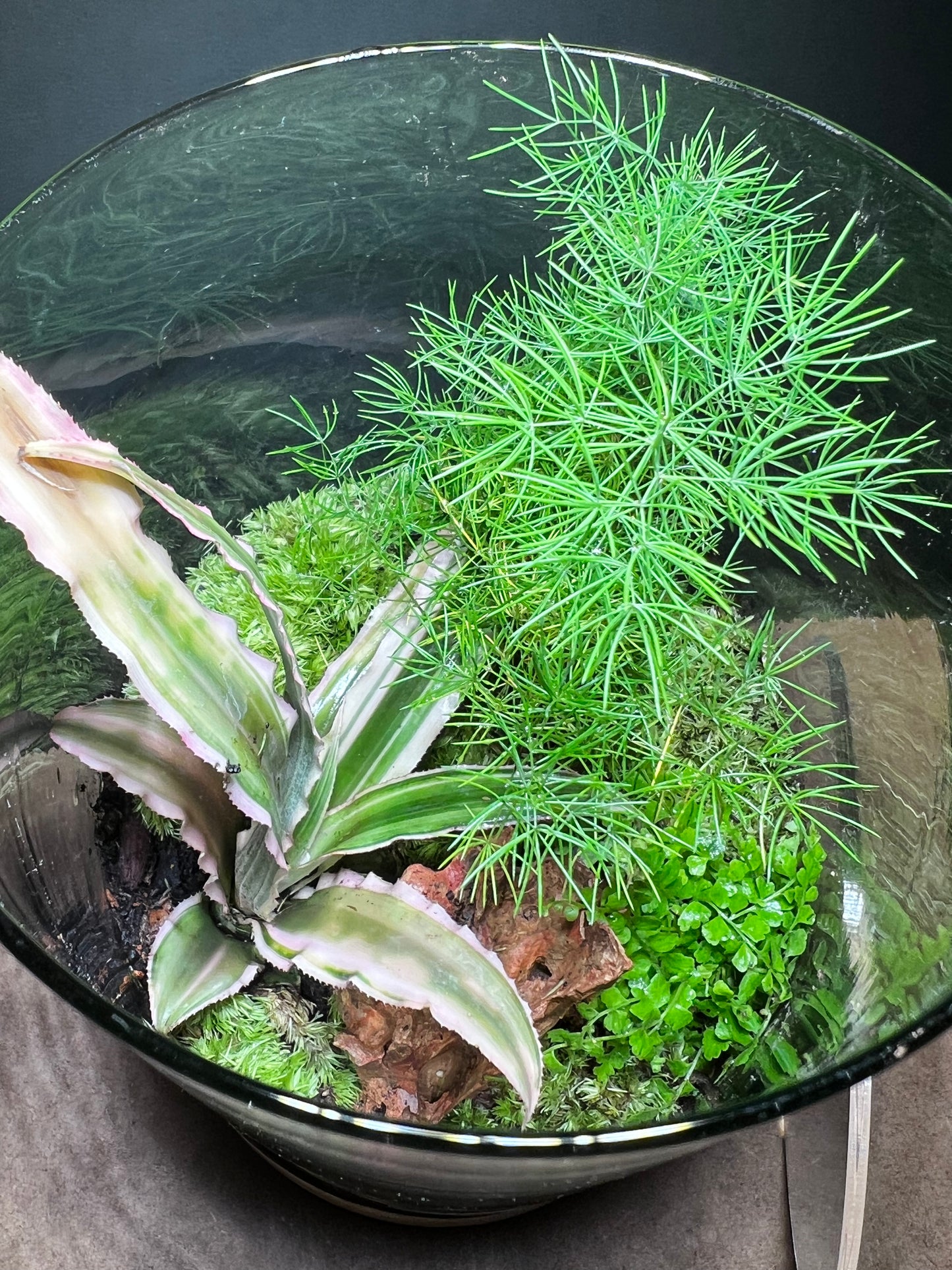 Terrarium 427