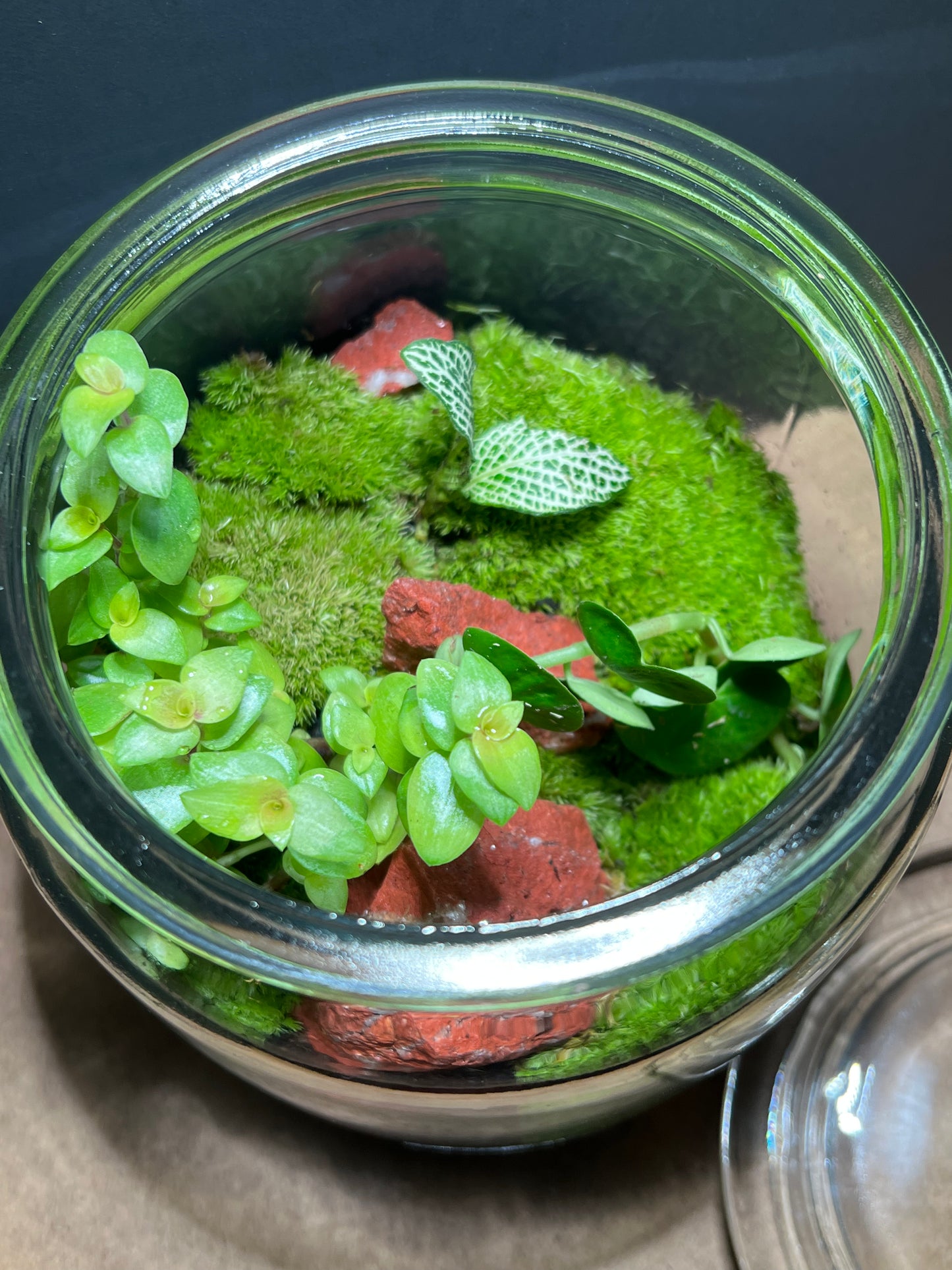 Terrarium 428