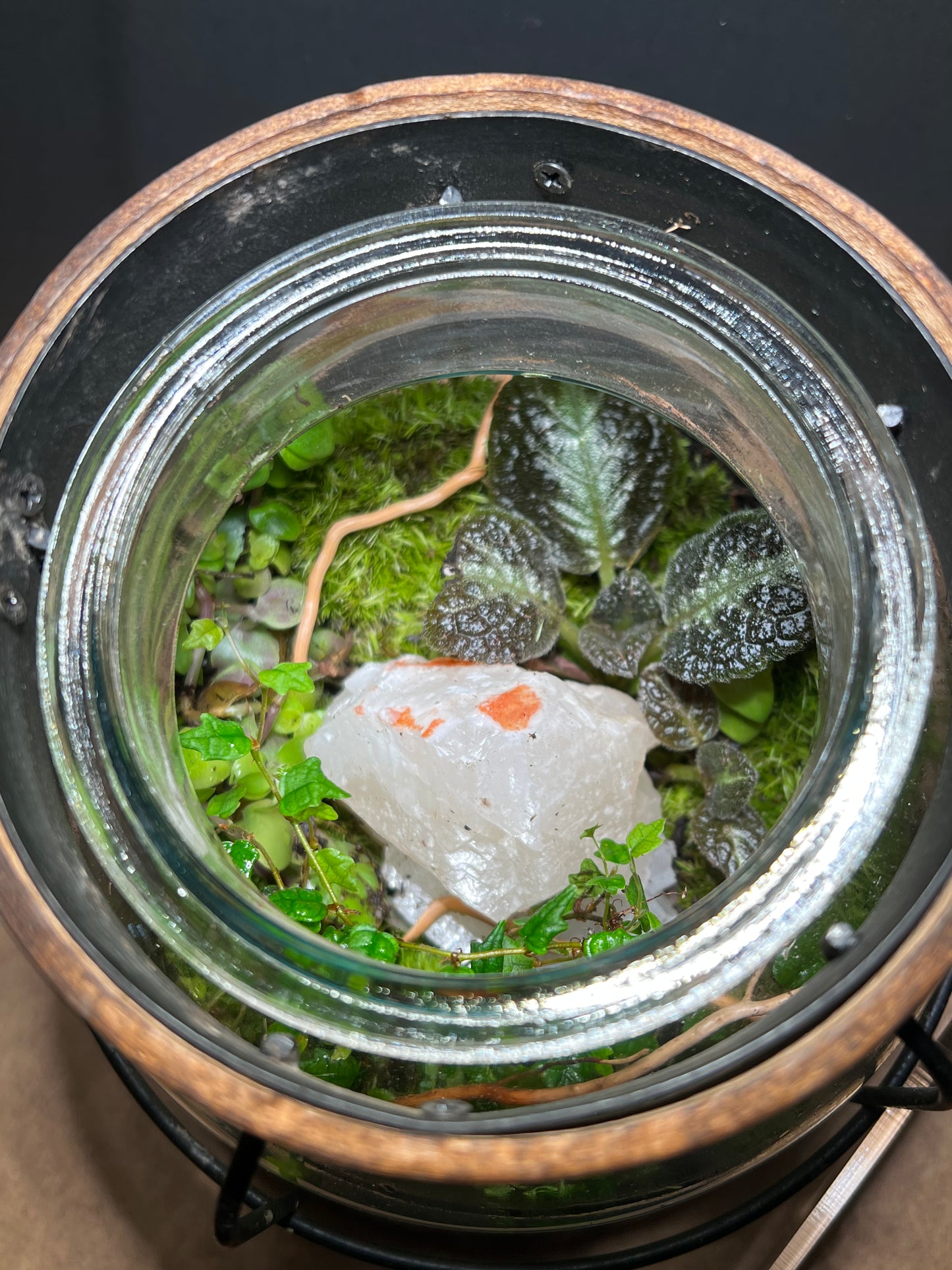 Terrarium 430
