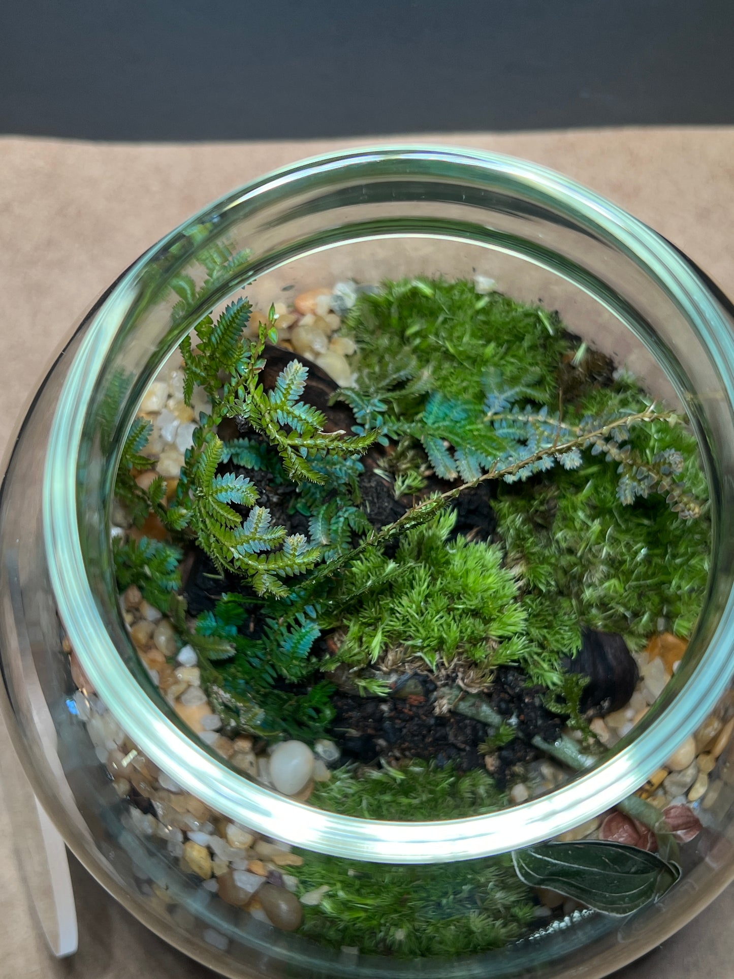 Terrarium 433