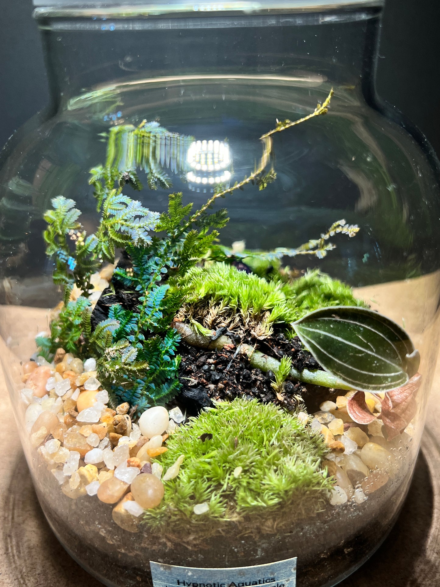Terrarium 433