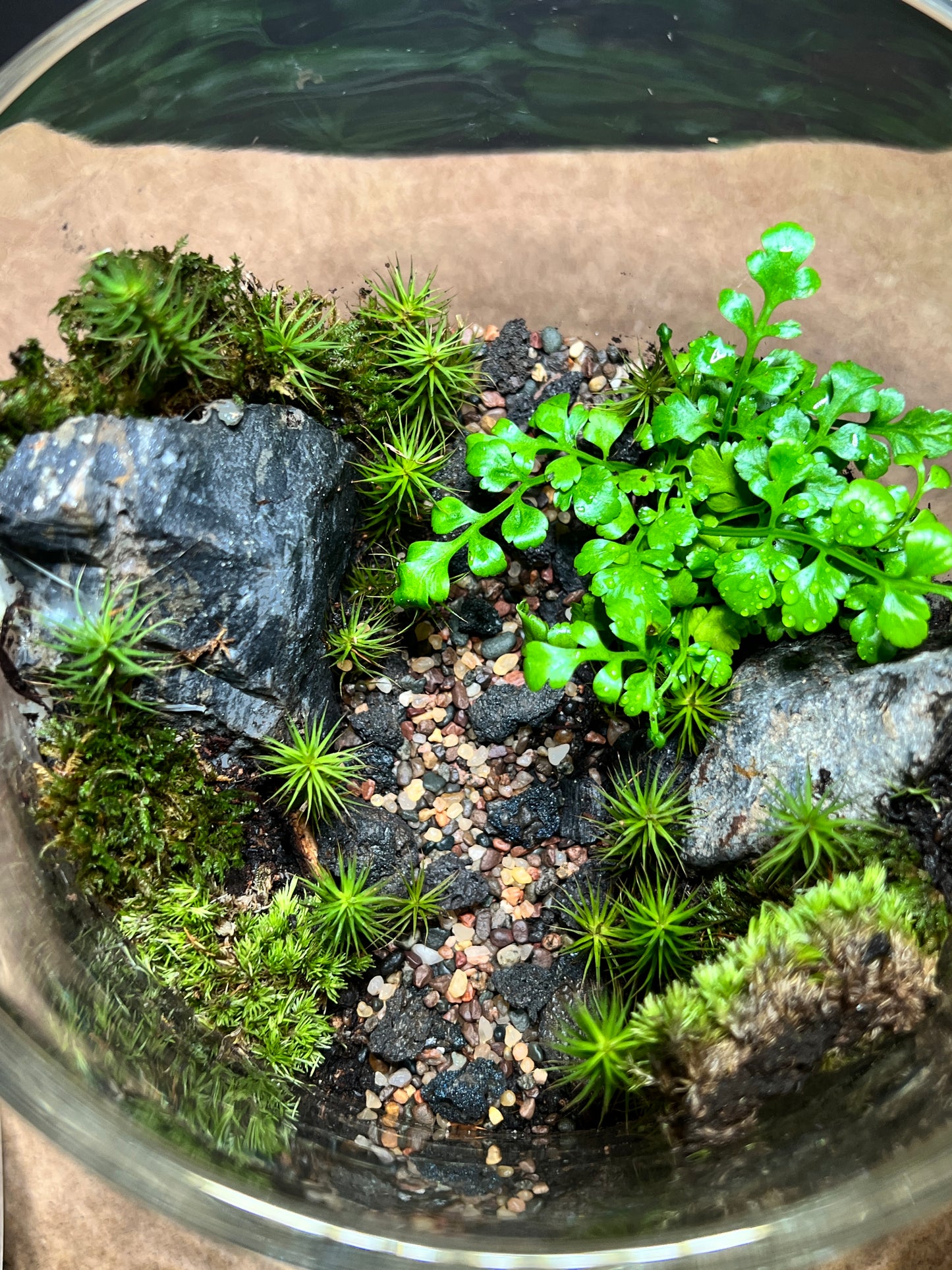 Terrarium #157