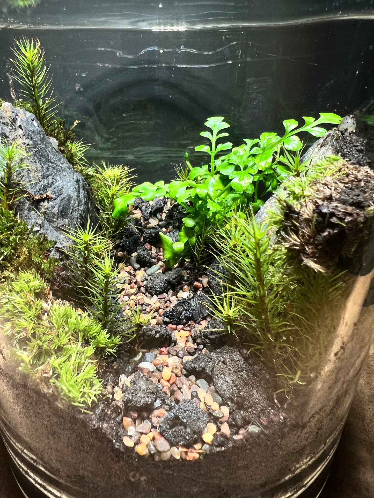 Terrarium #157