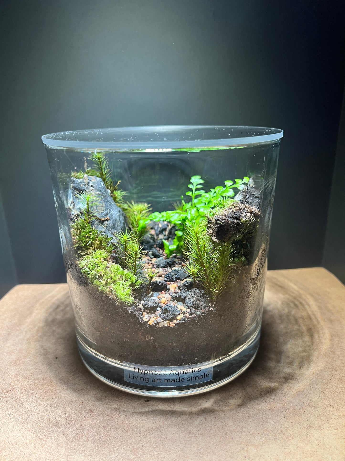 Terrarium #157