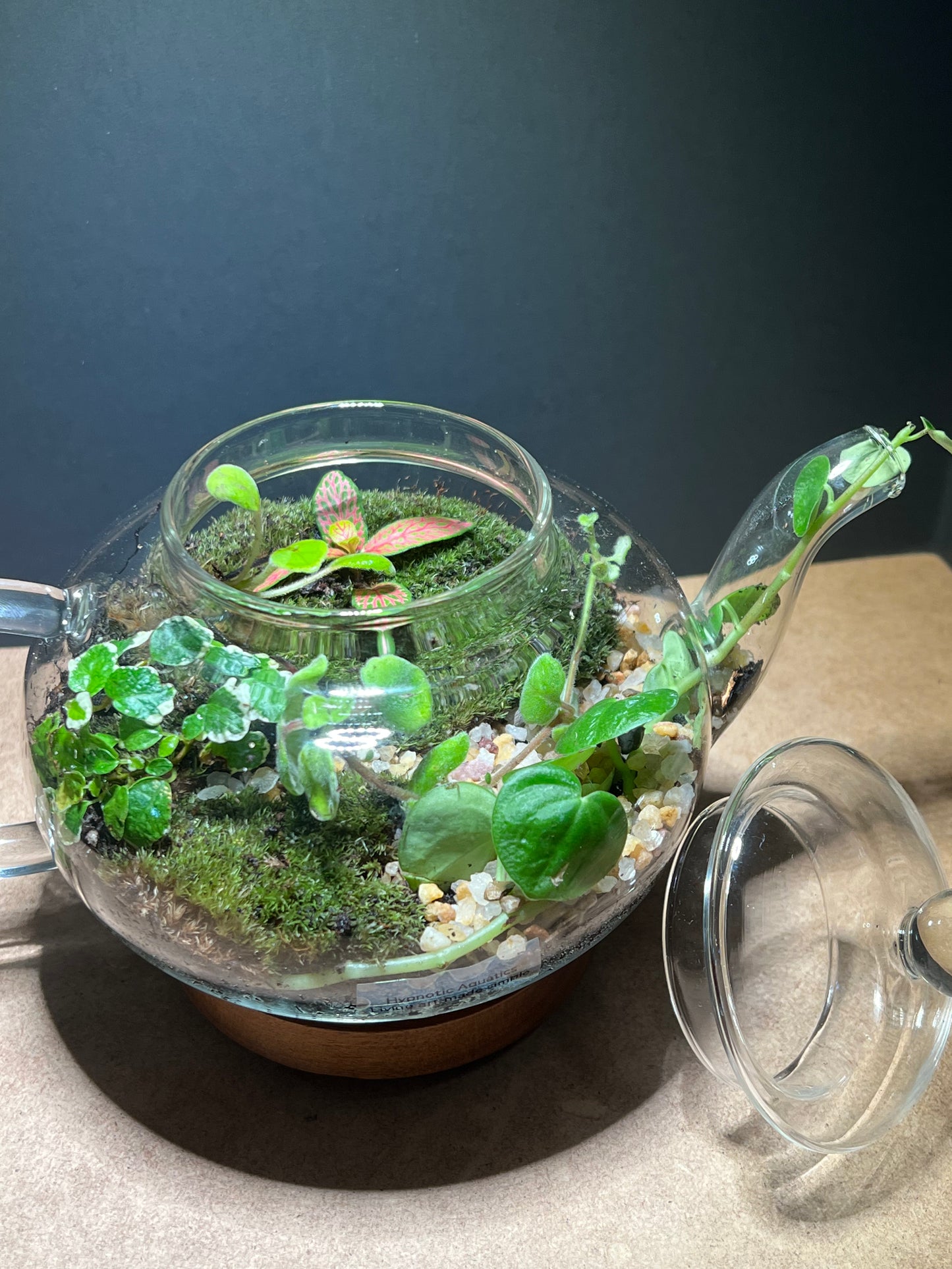 Terrarium 434