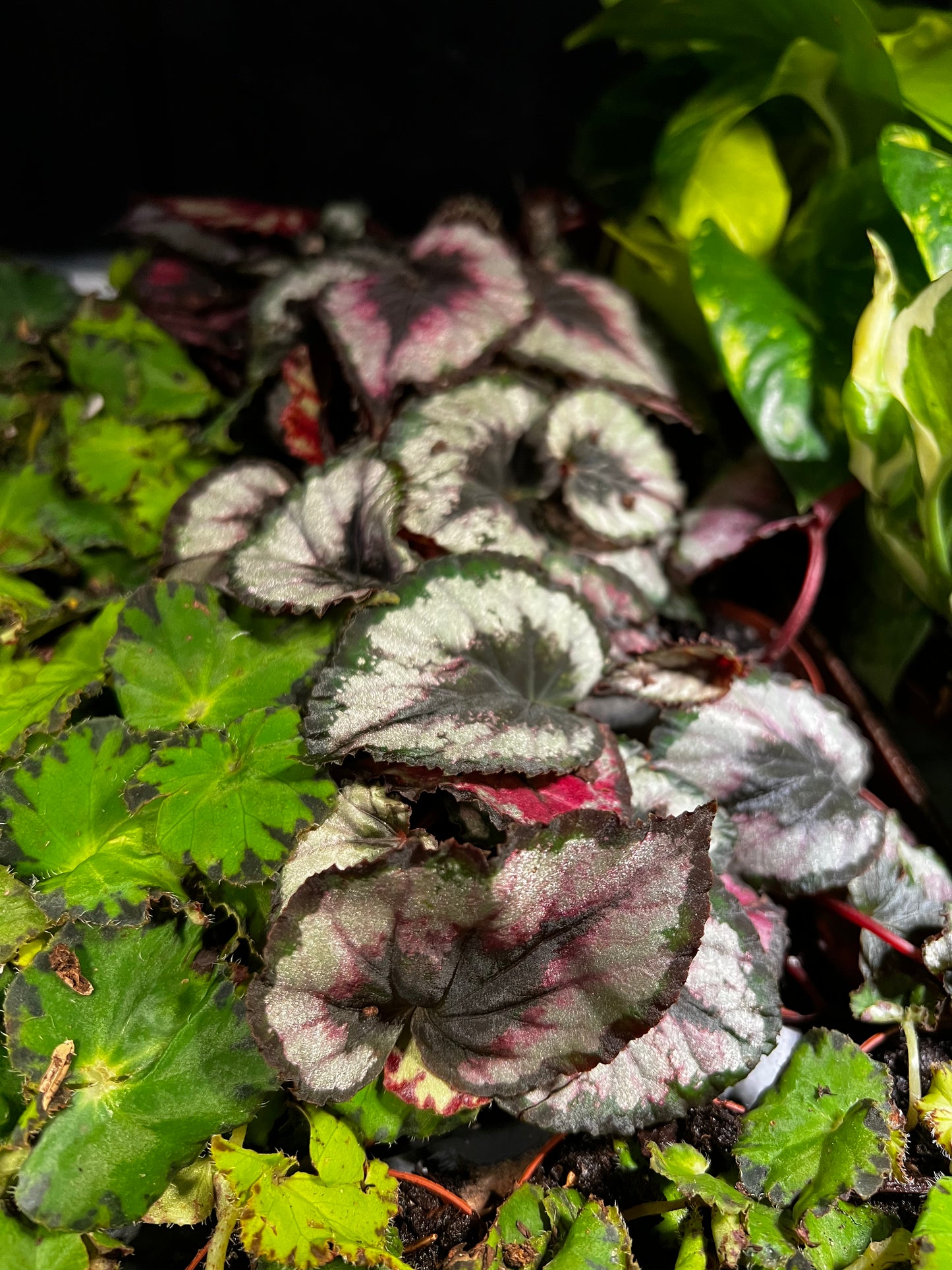 Terrarium Plants: Begonia