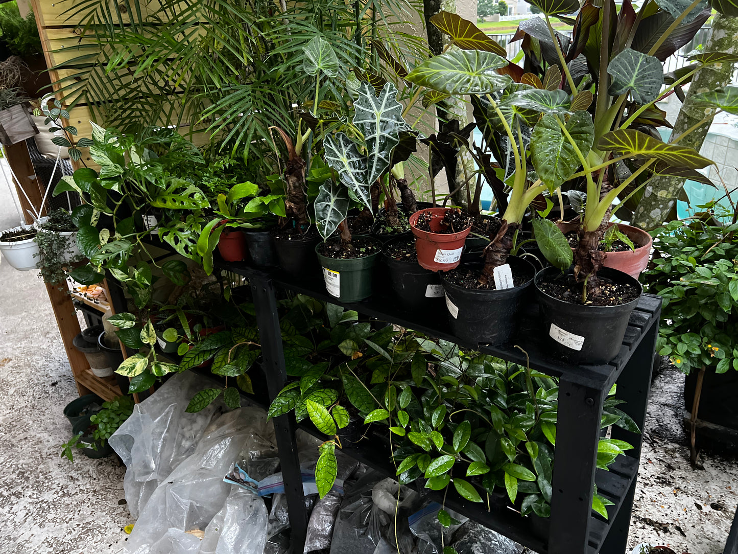 Terrarium 438
