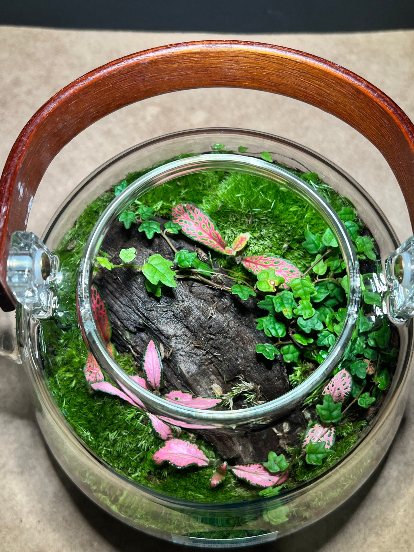 Terrarium 440
