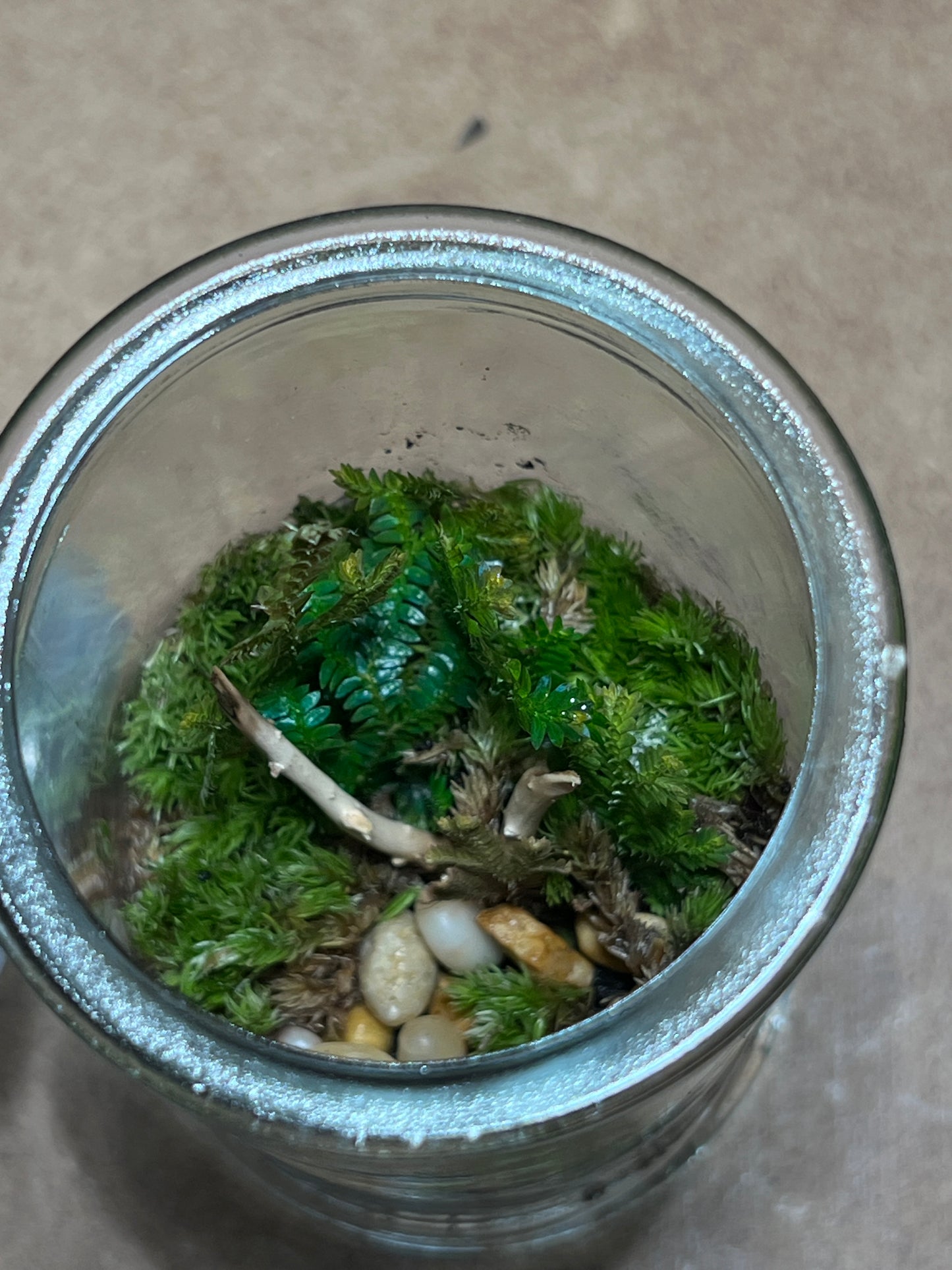 Terrarium 441