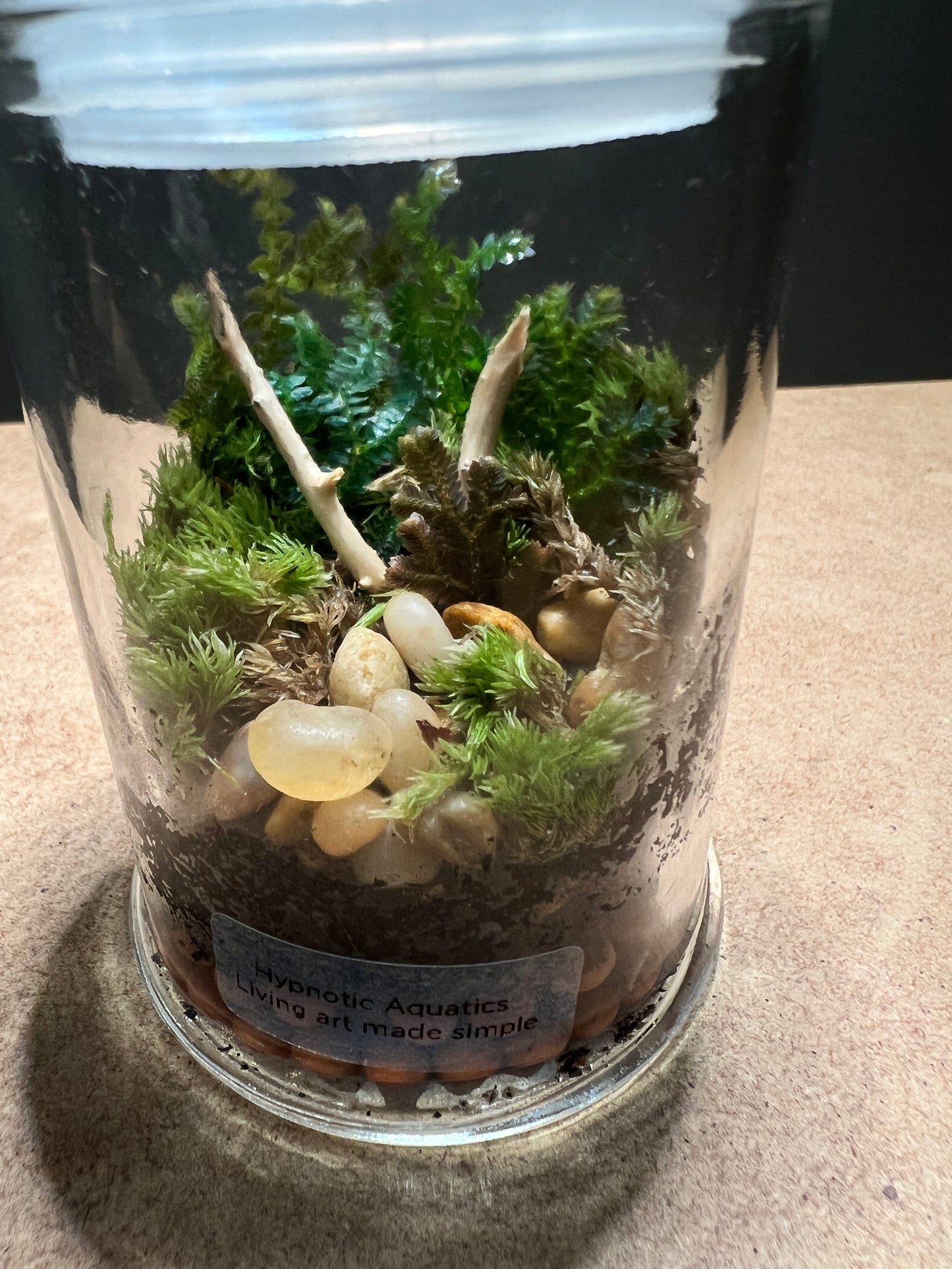 Terrarium 441