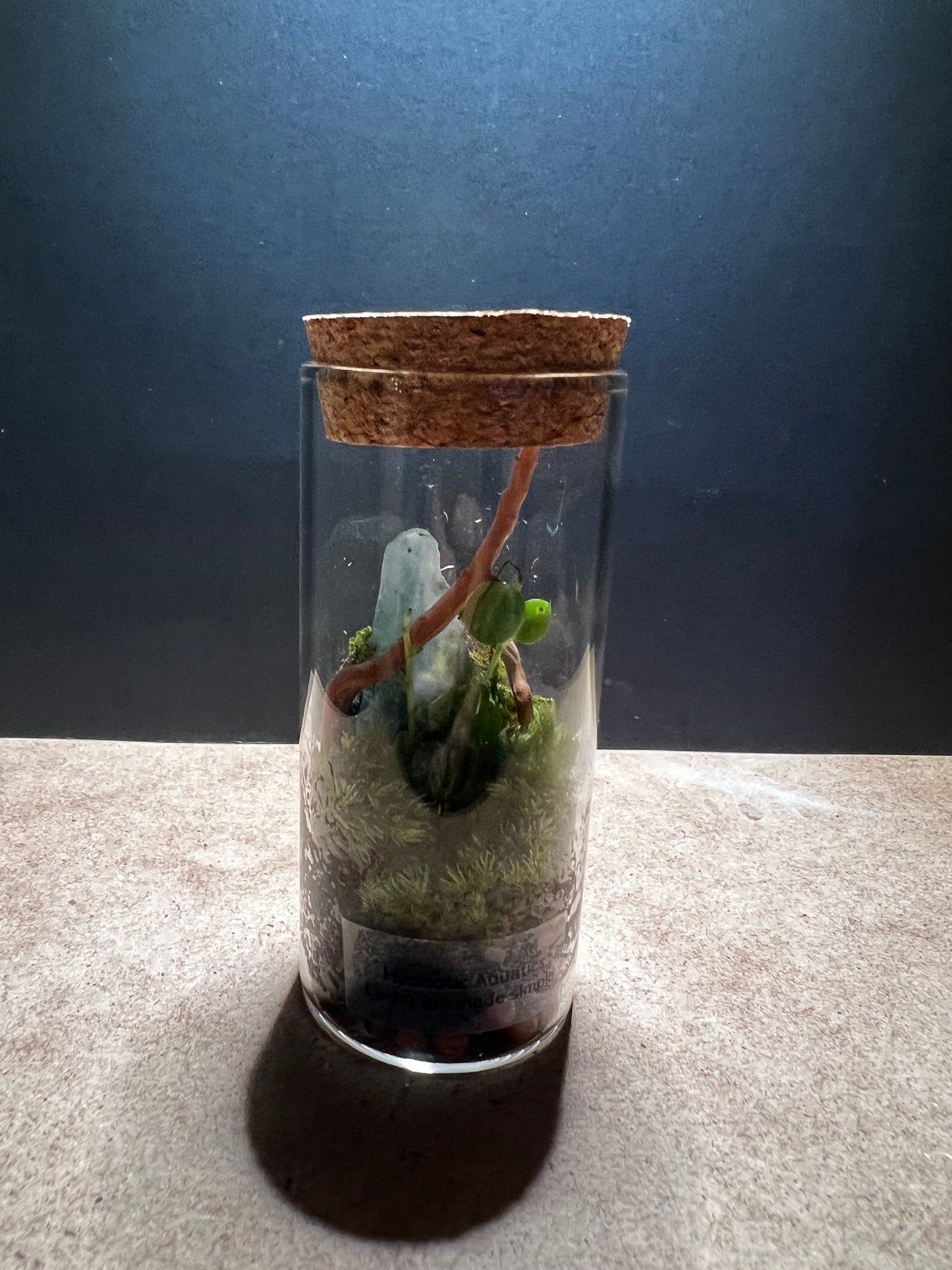 Terrarium 447