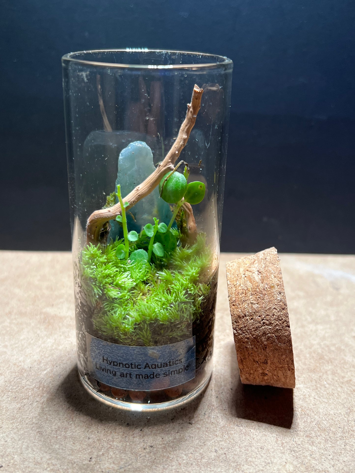 Terrarium 447