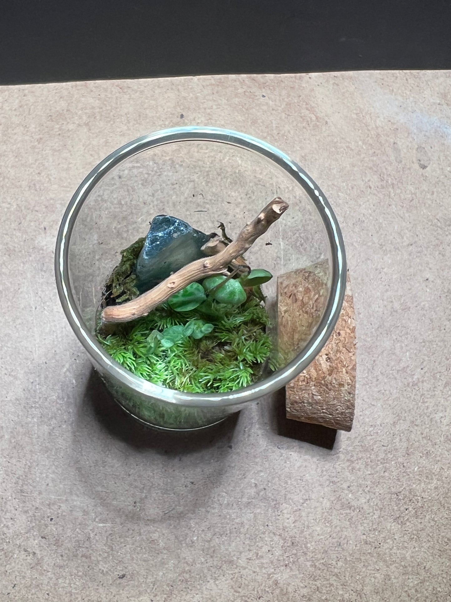 Terrarium 447
