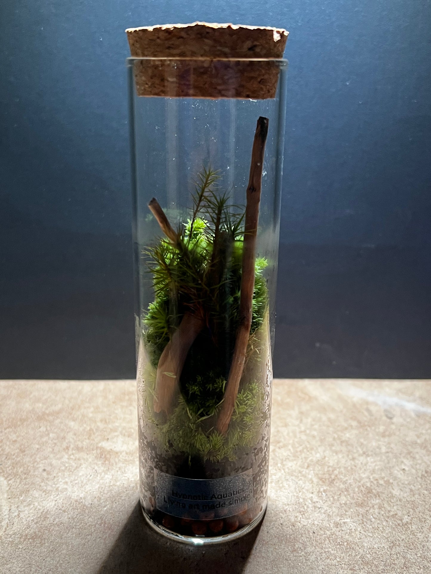 Terrarium 448