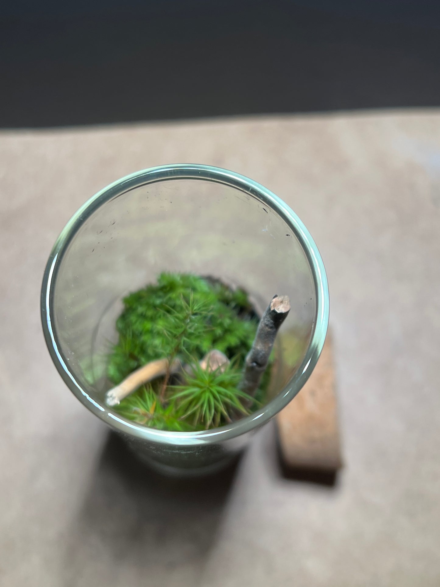 Terrarium 448